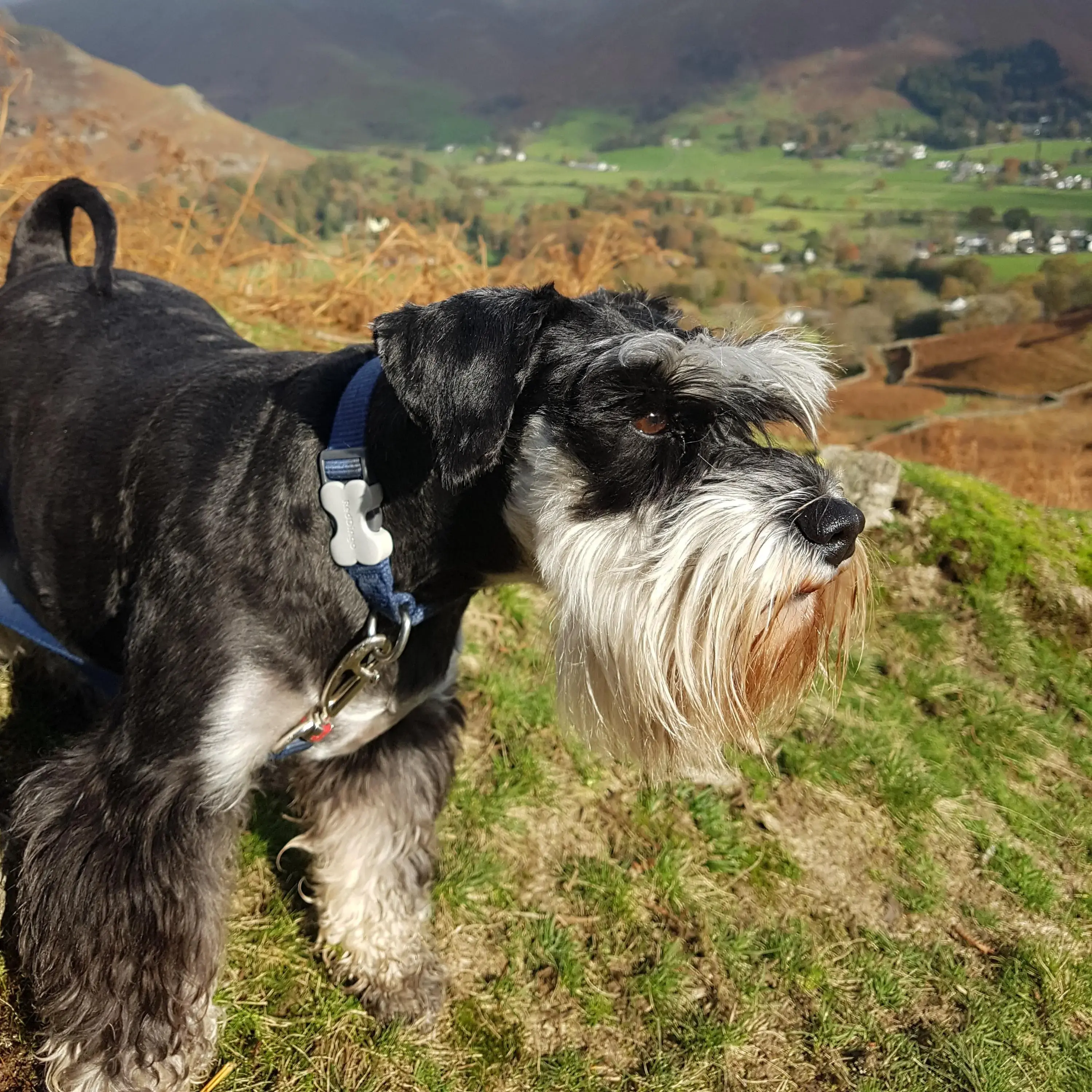 Schnauzer (Miniature)