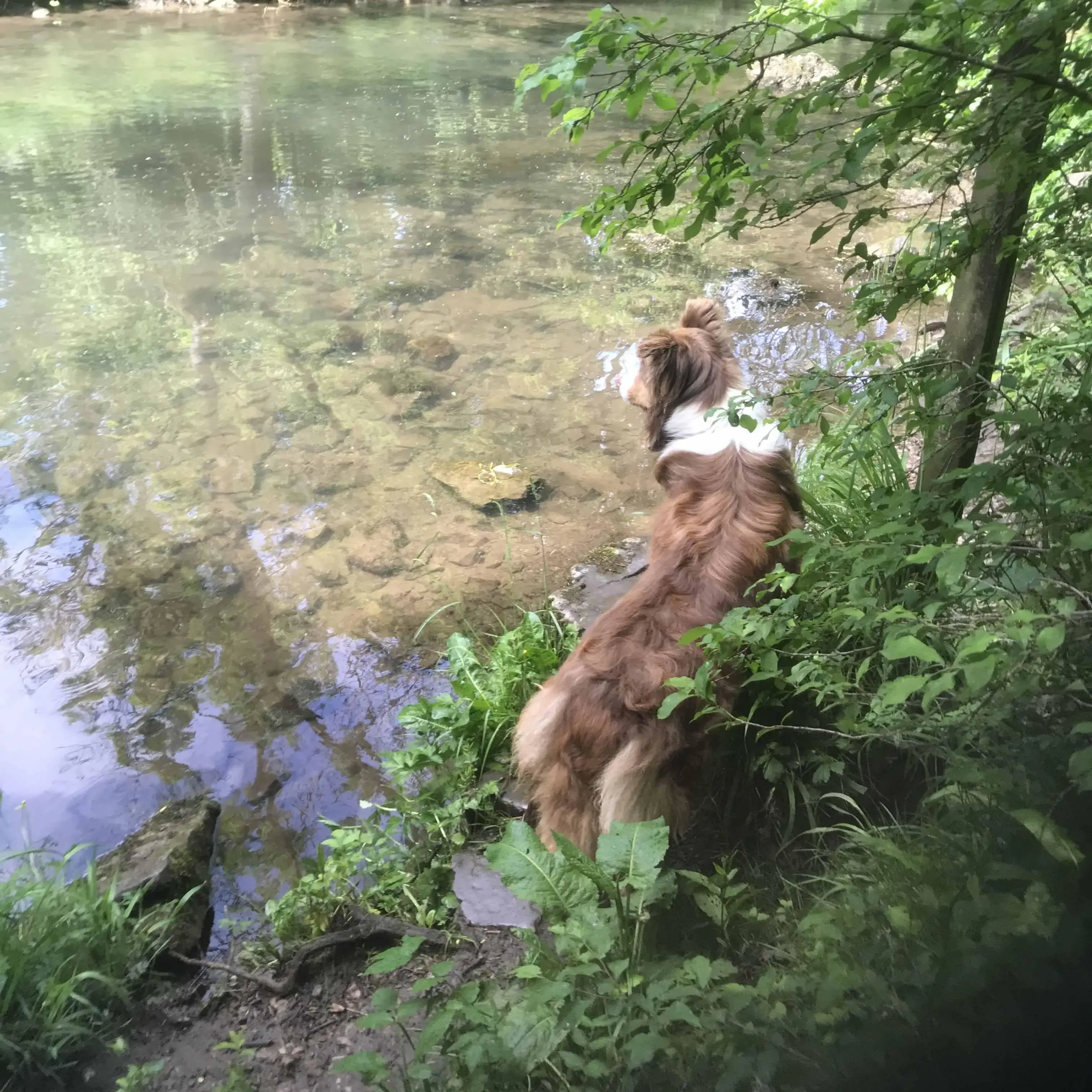 Border Collie