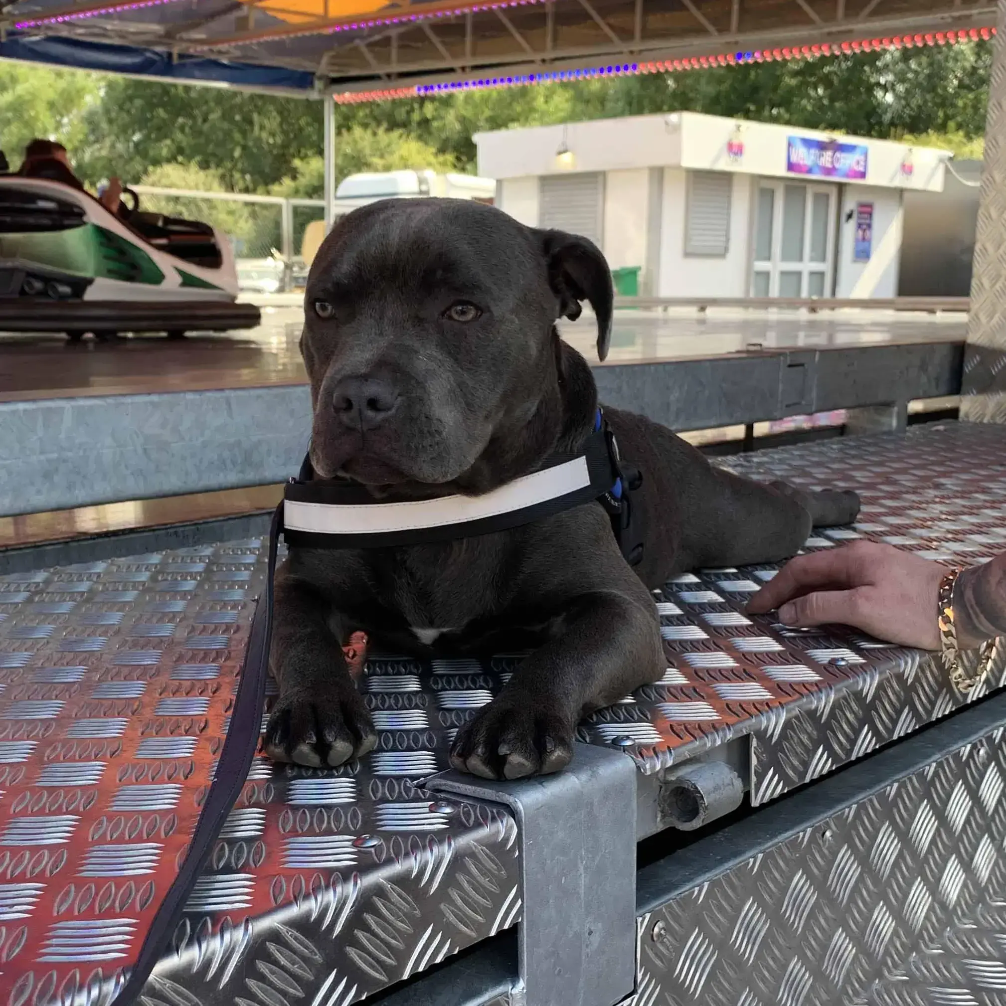 Staffordshire Bull Terrier