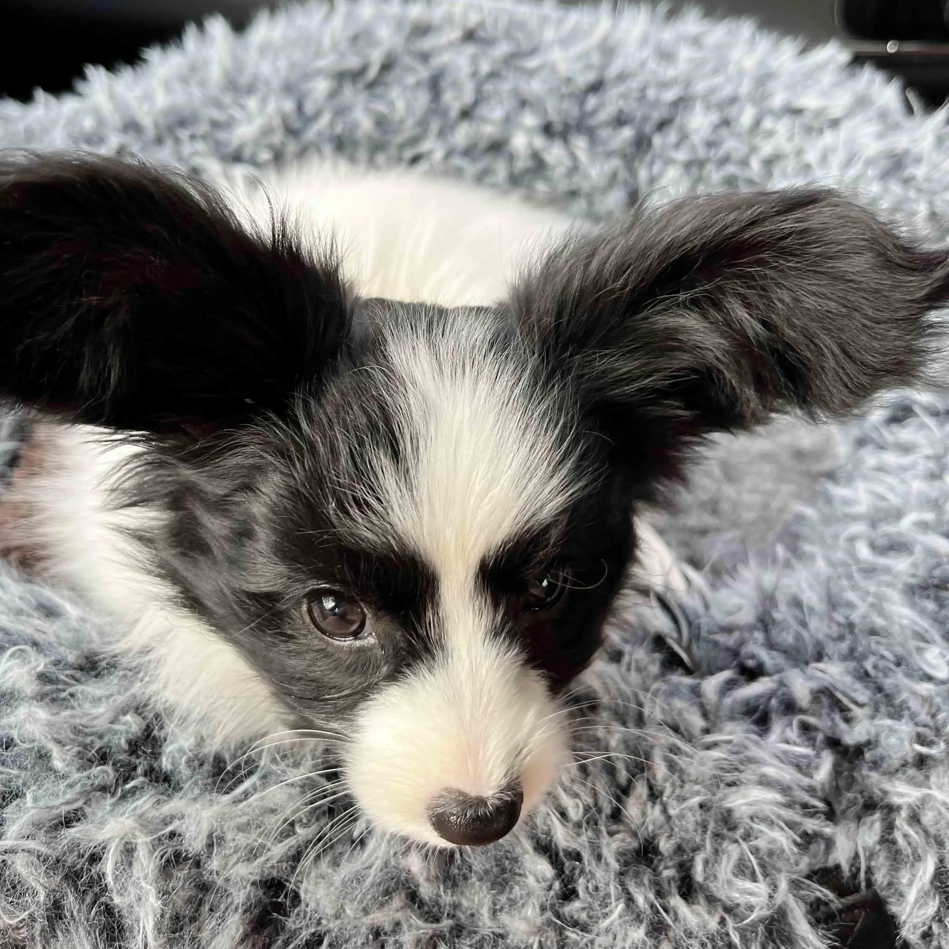Papillon