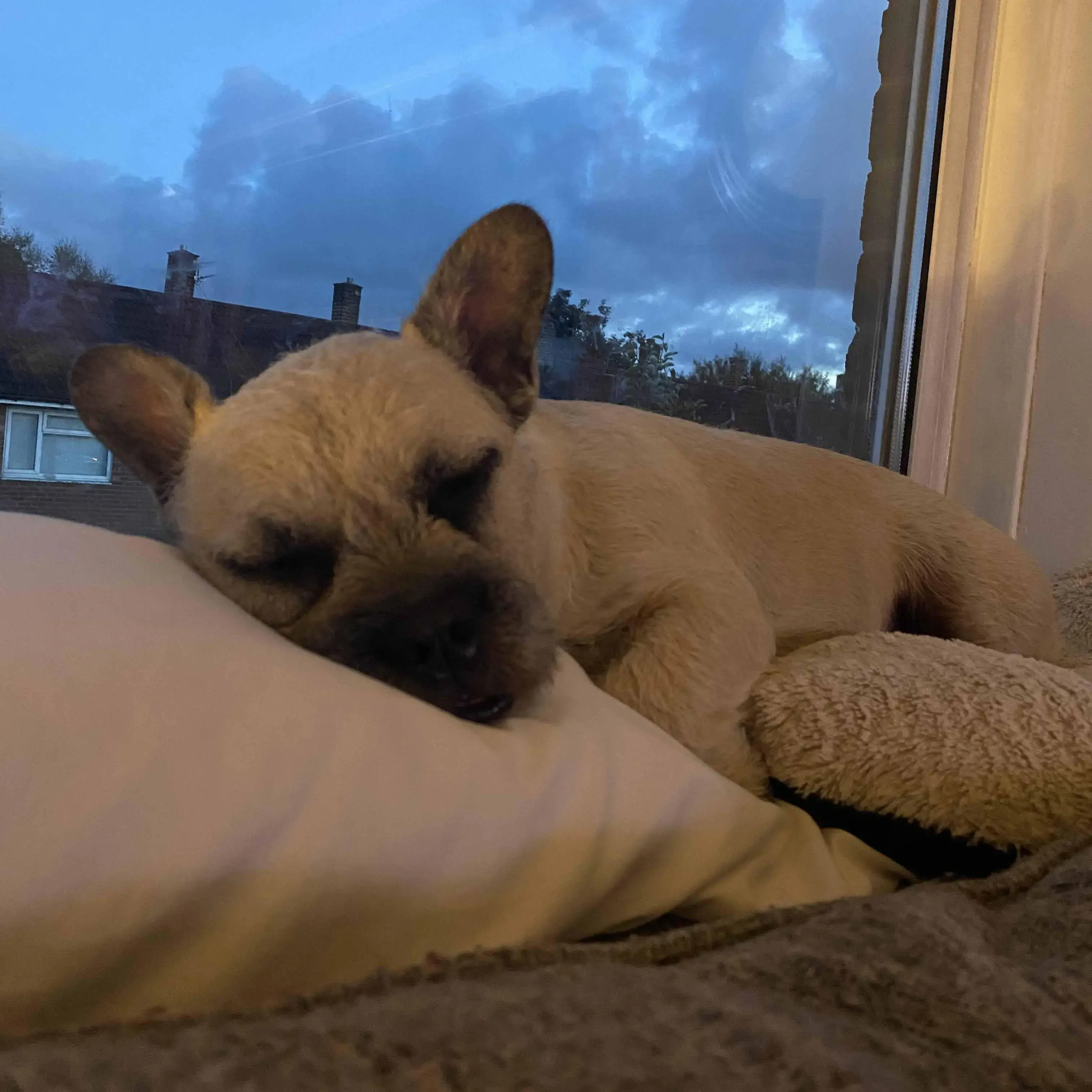 French Bulldog