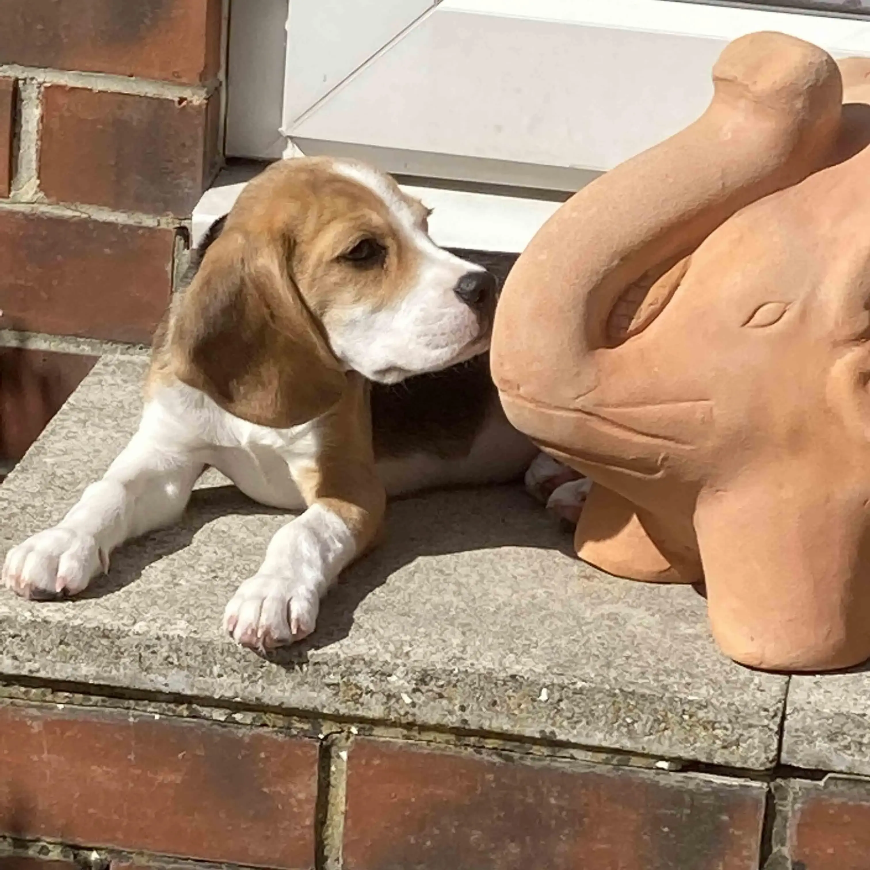 Beagle