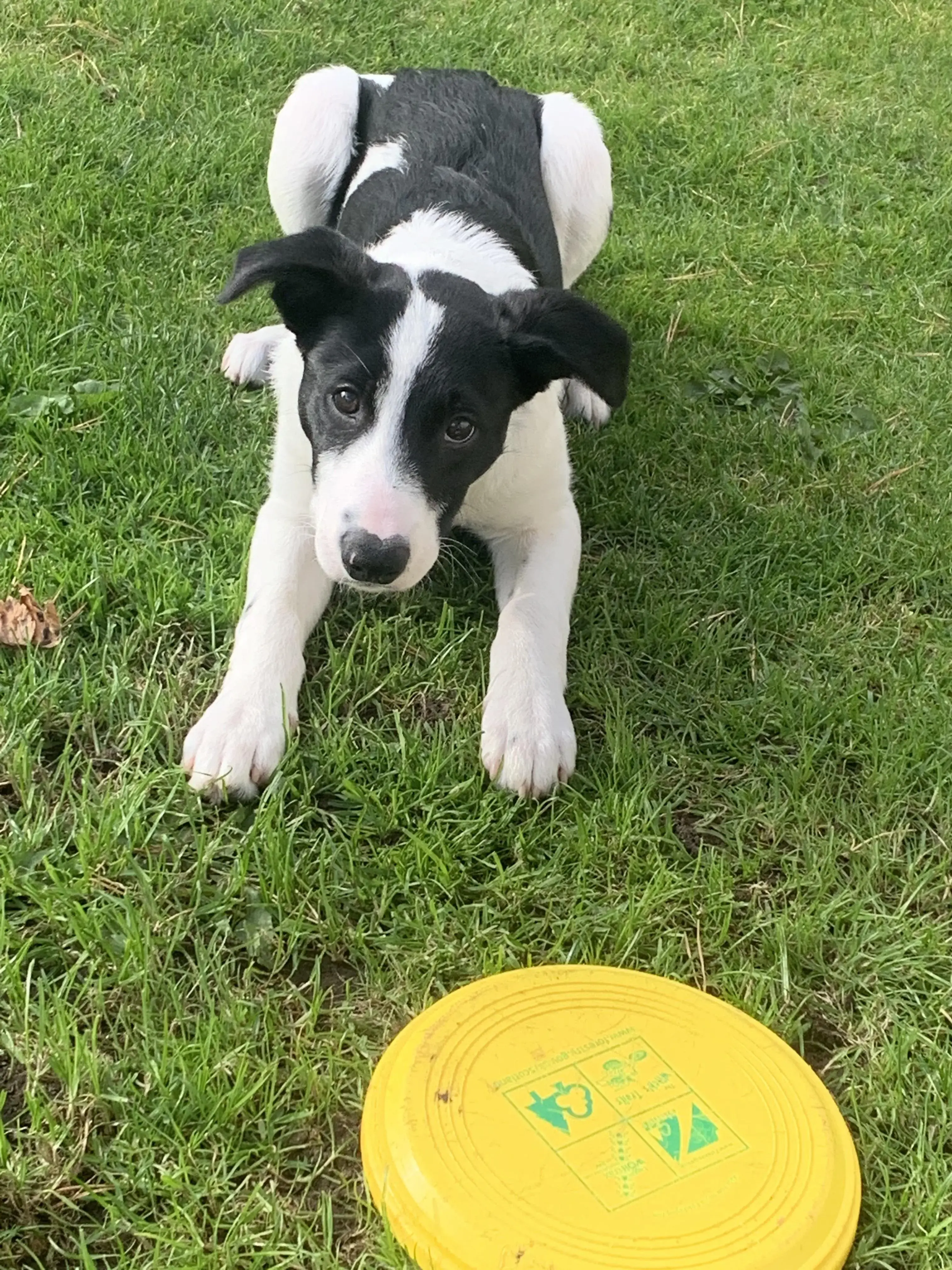 Border Collie