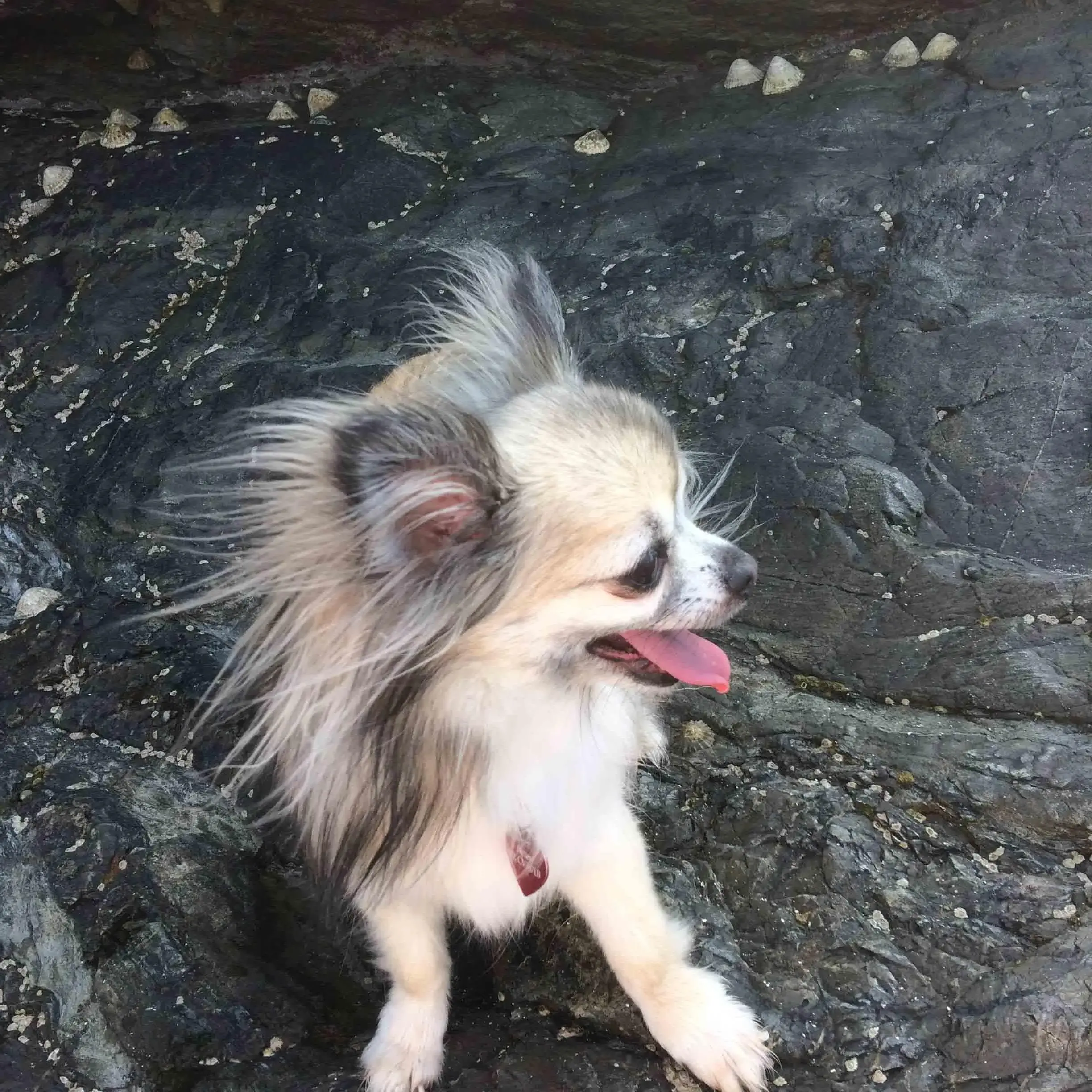 Chihuahua (Long Coat)