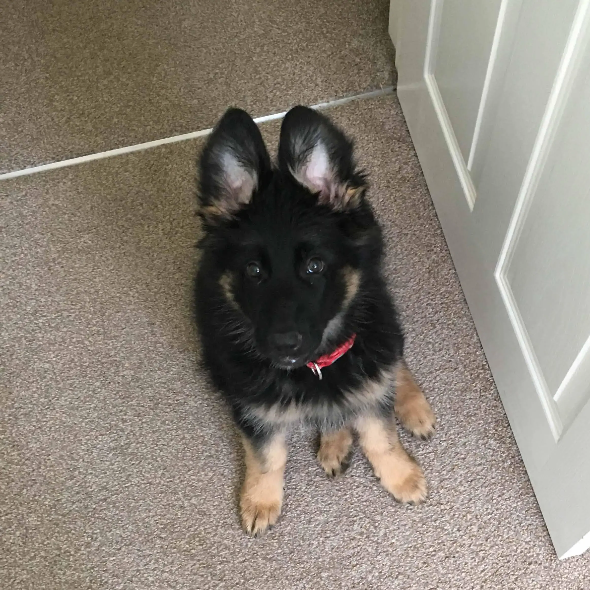 German Shepherd Dog