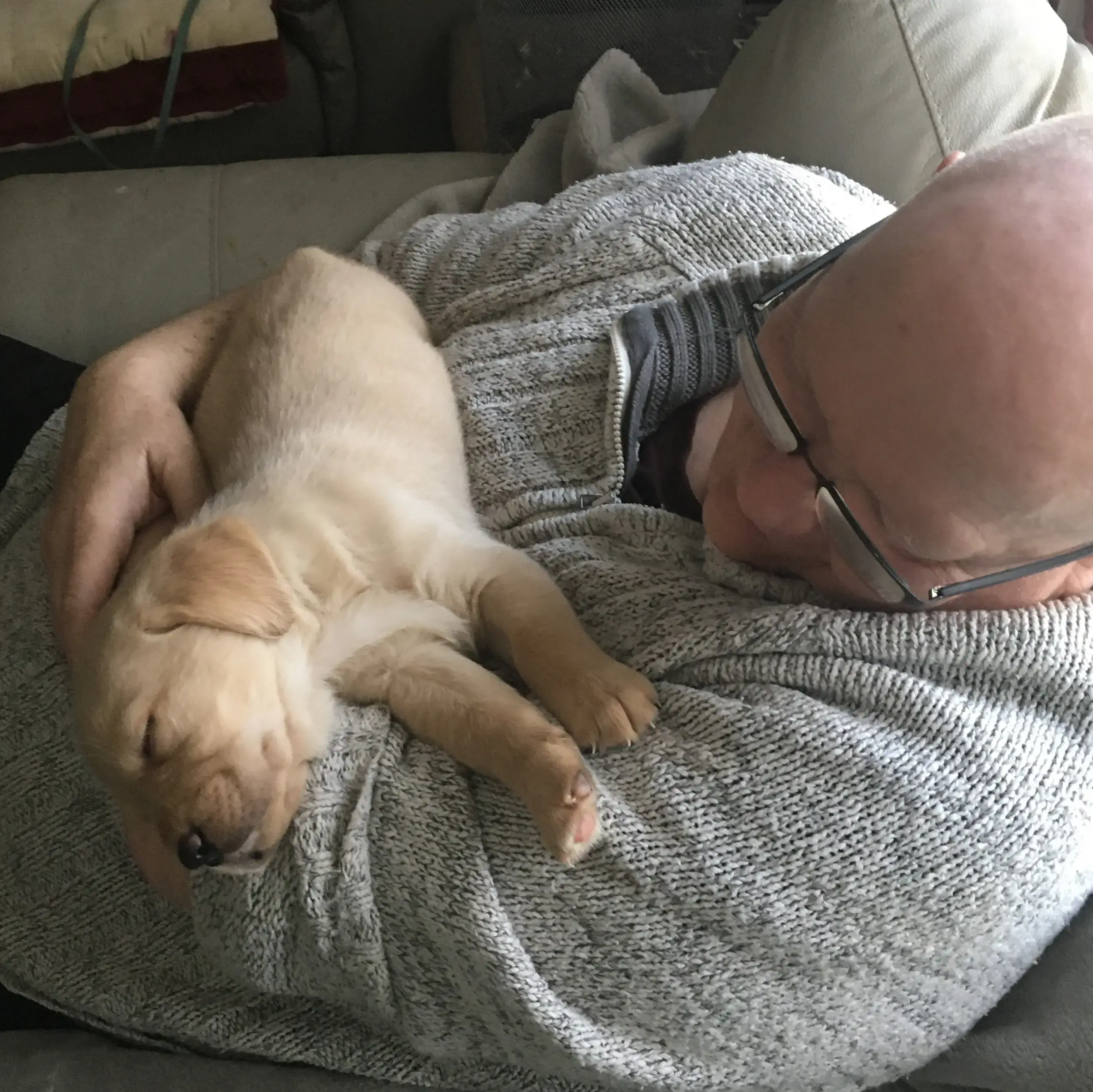 Labrador