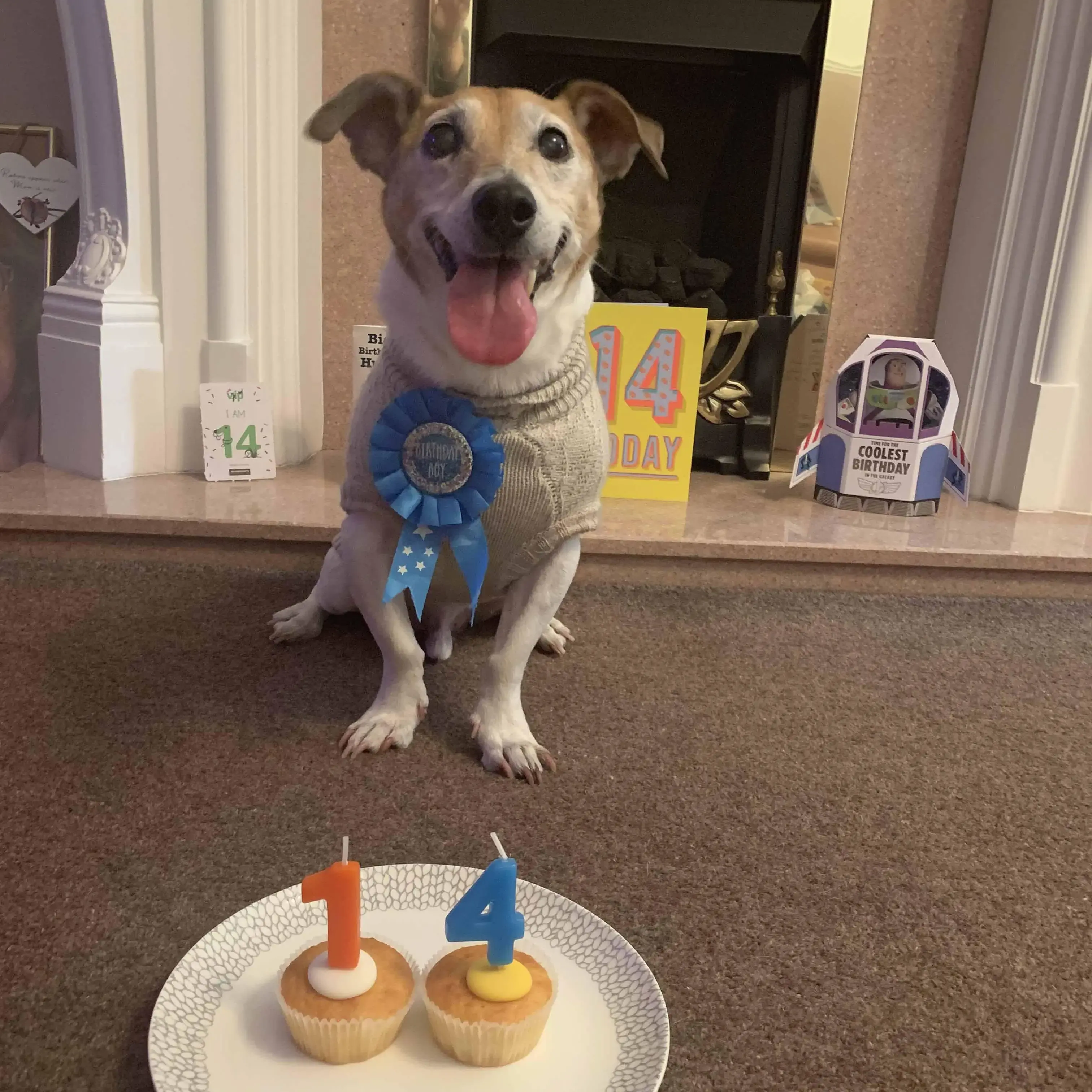 Jack Russell Terrier