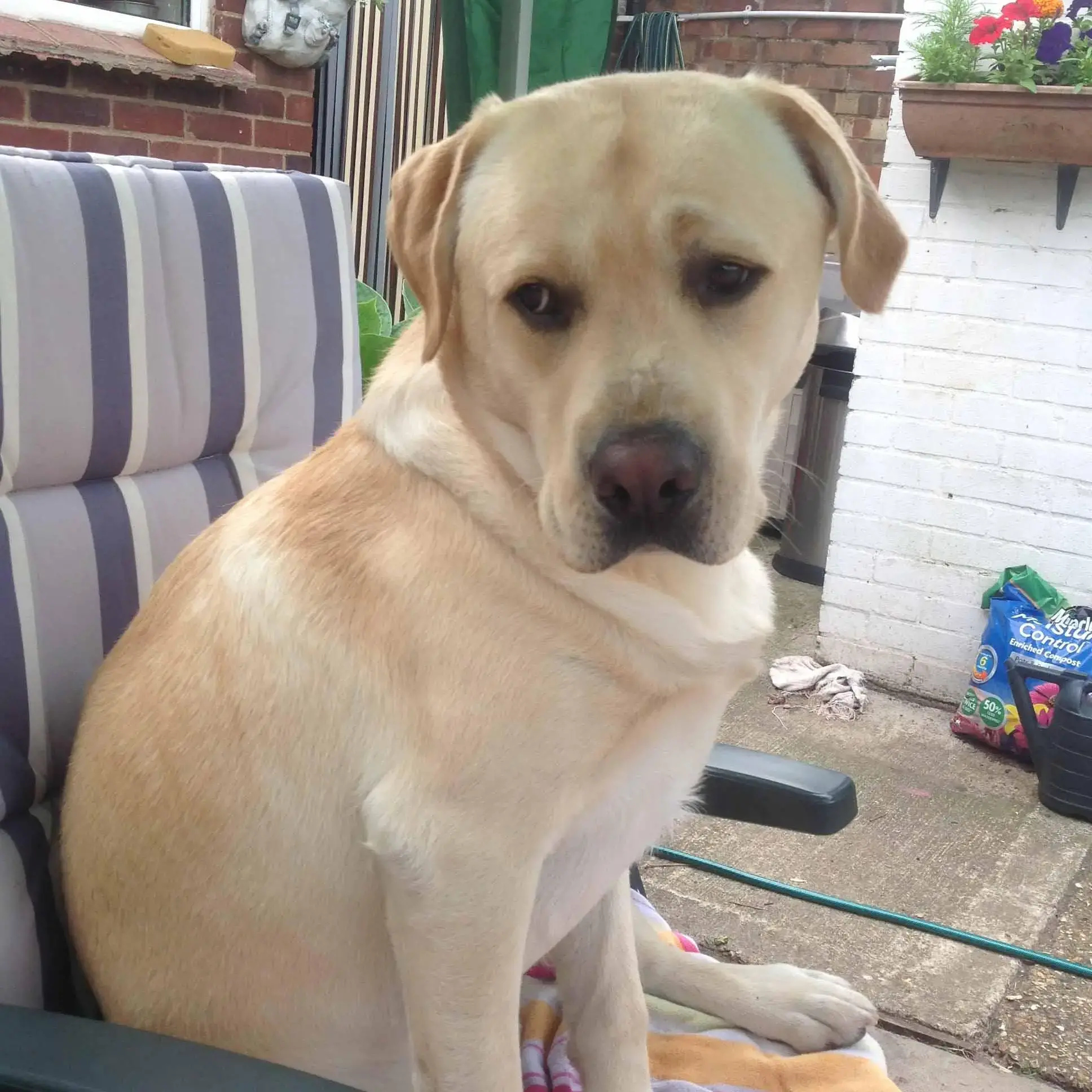 Labrador Retriever