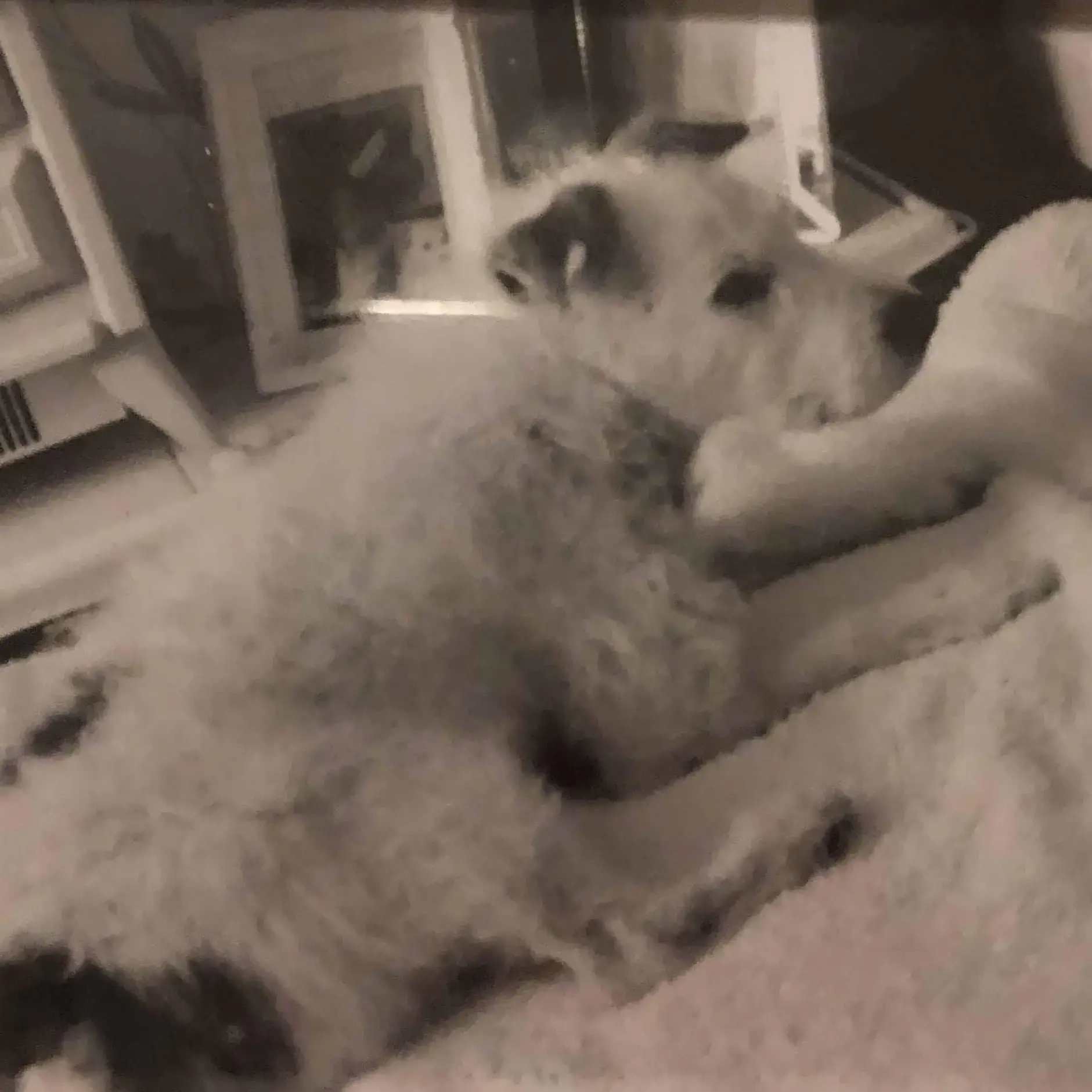 Parson Russell Terrier