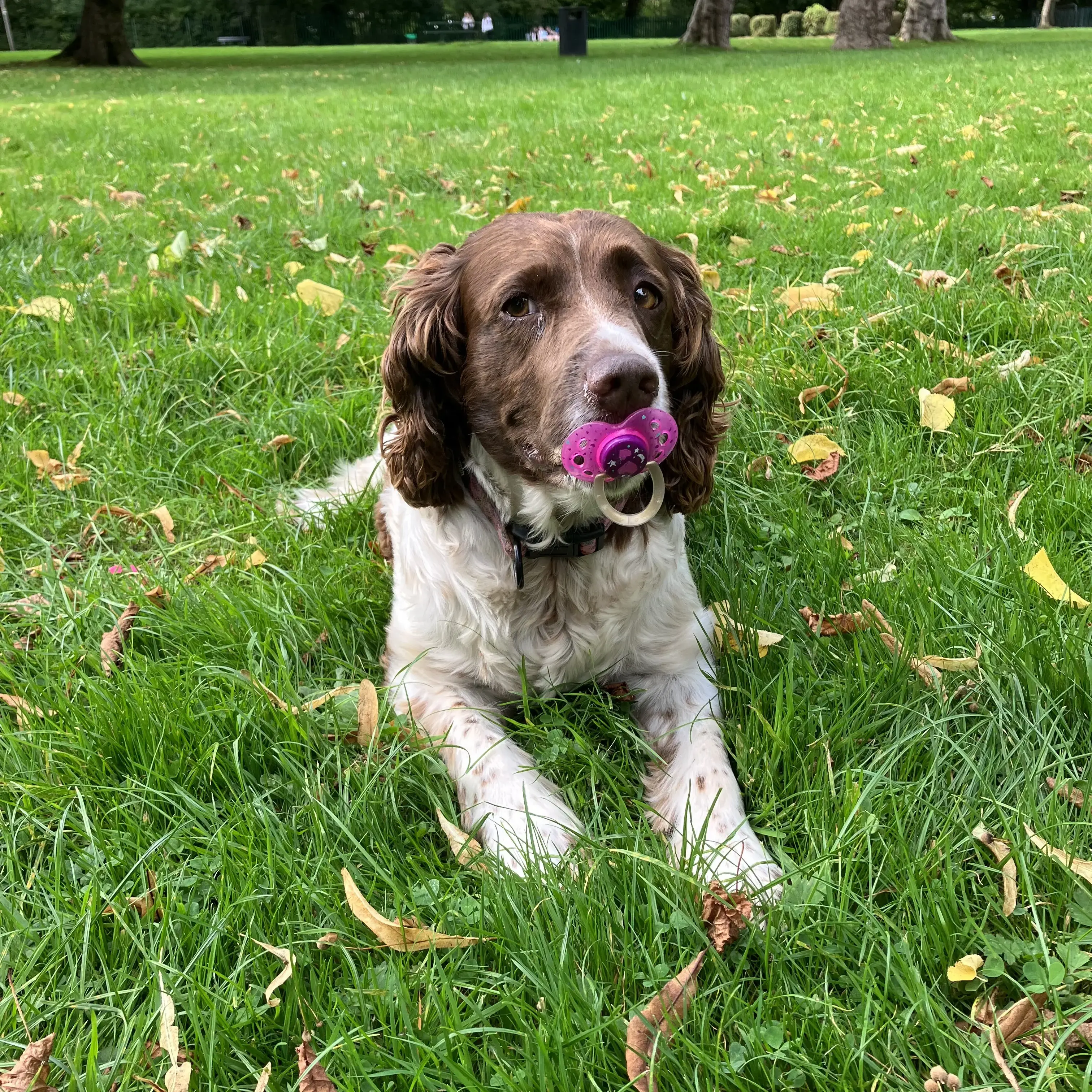 English Springer Spaniel