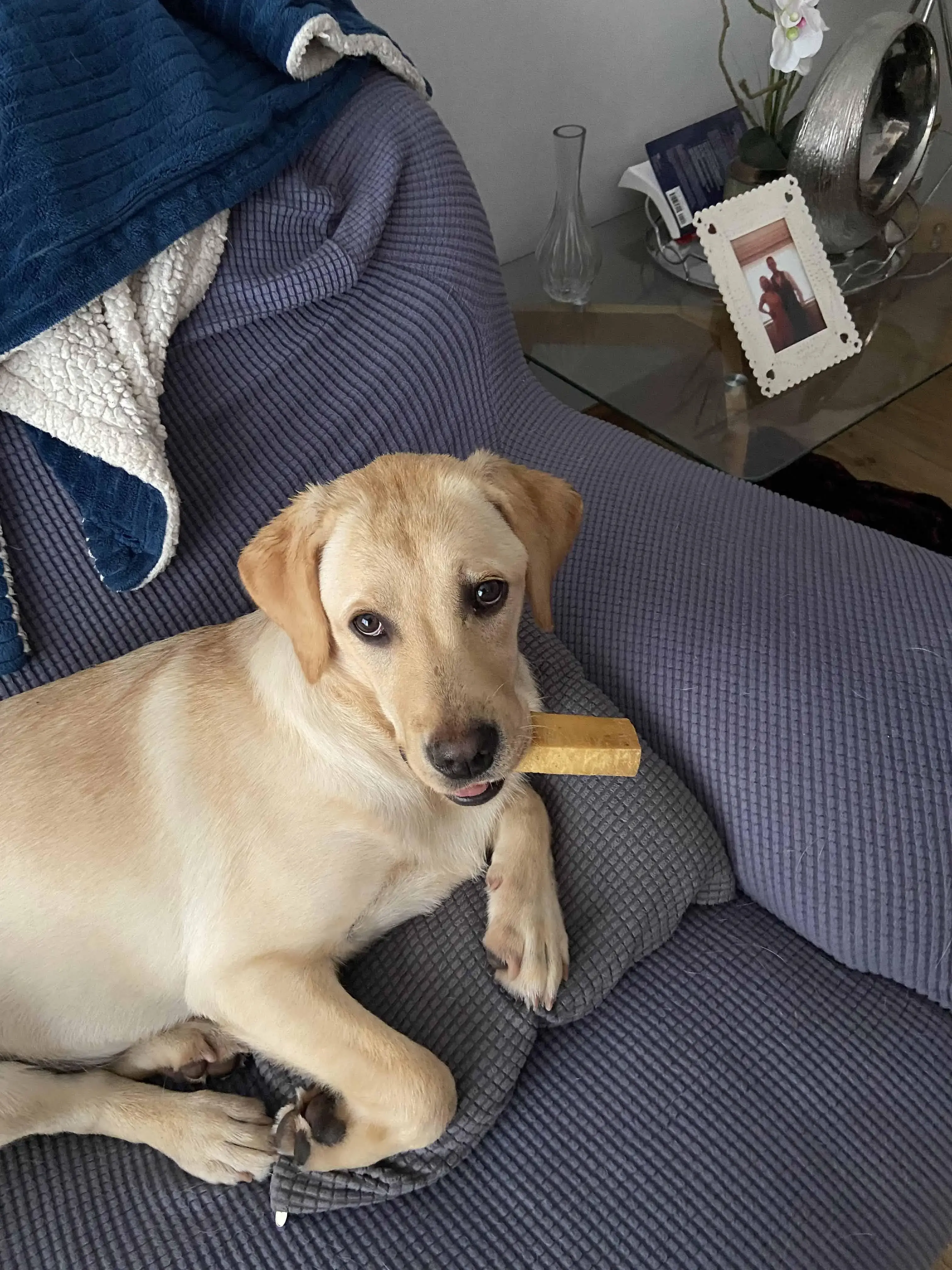Labrador Retriever