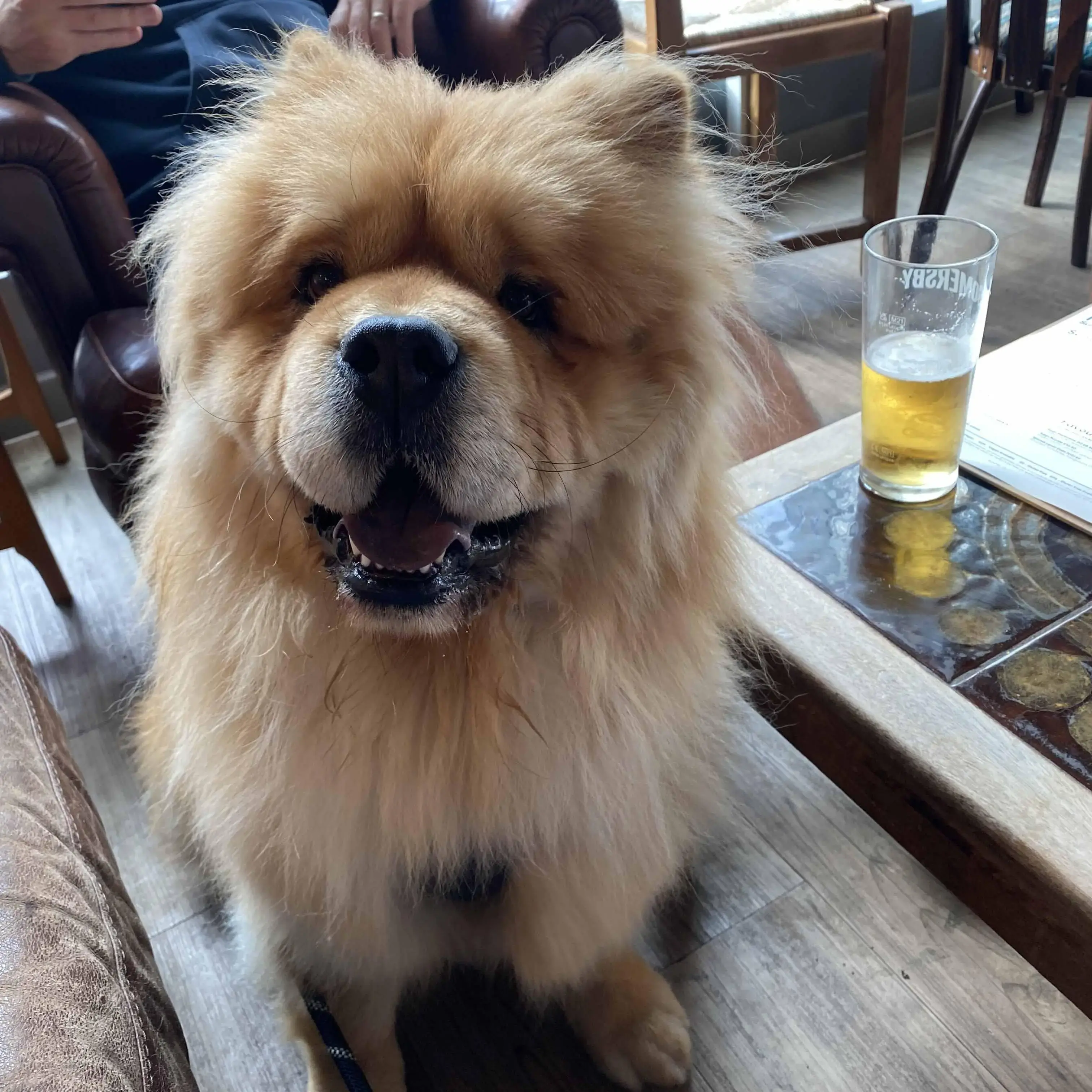 Chow Chow