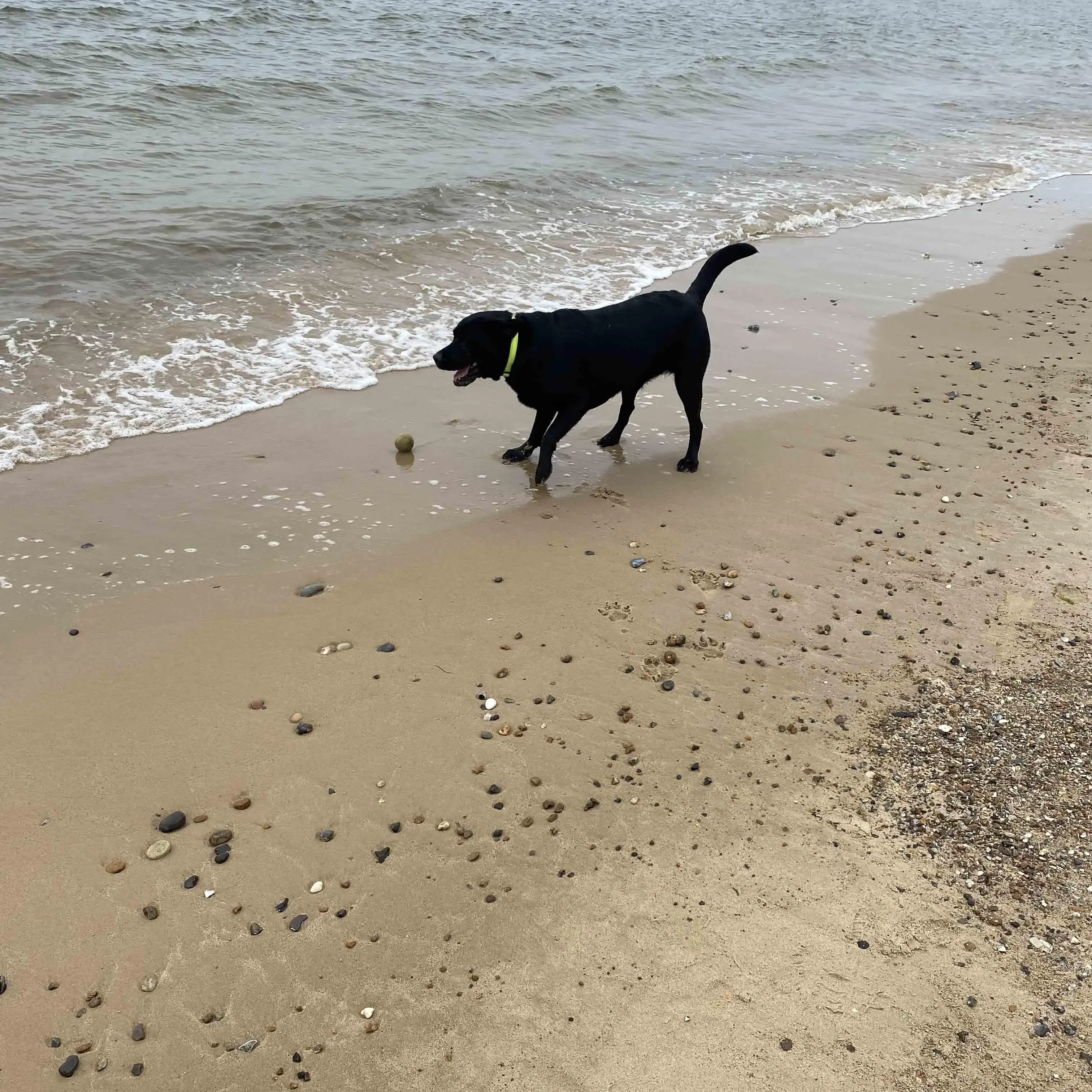 Labrador Retriever