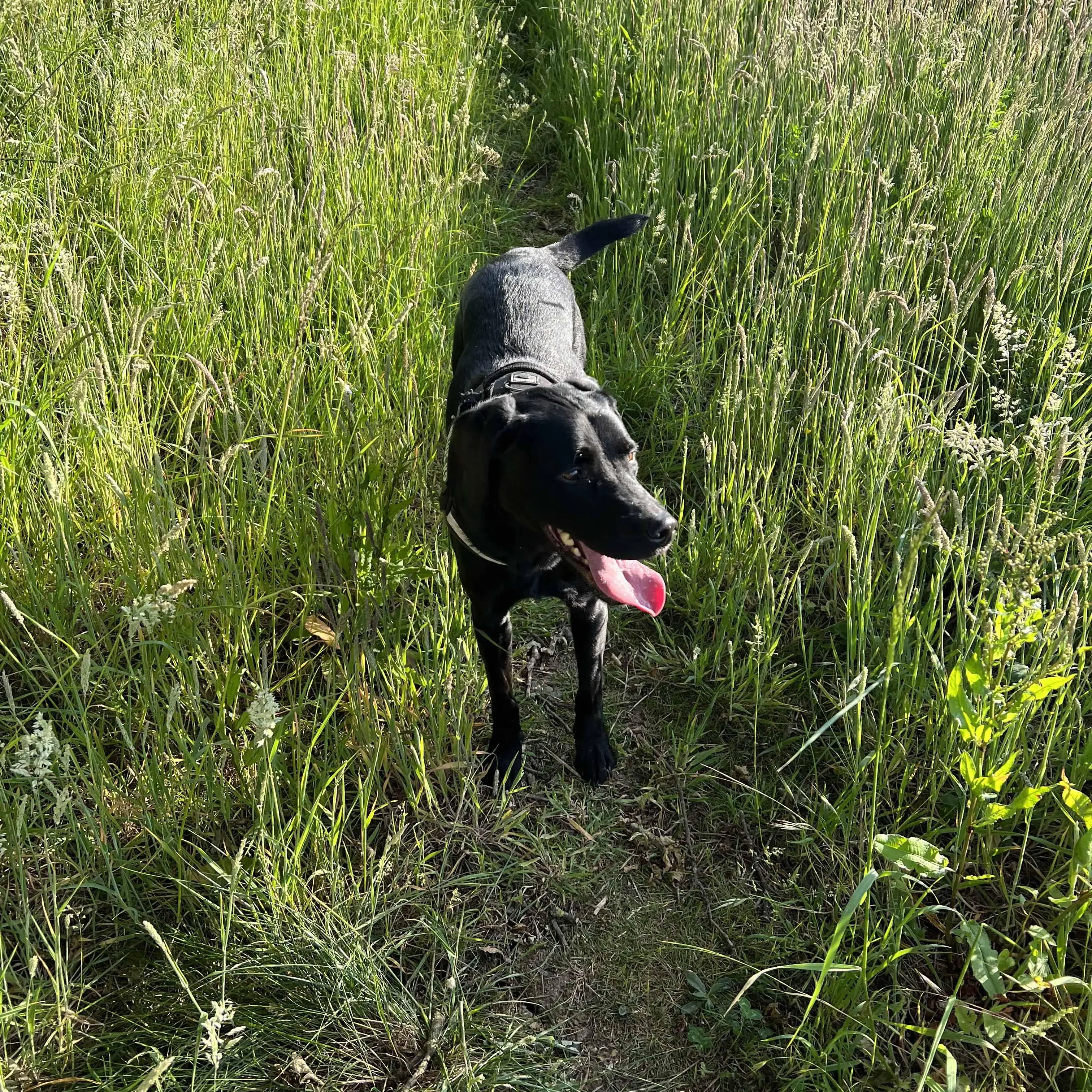 Labrador Retriever