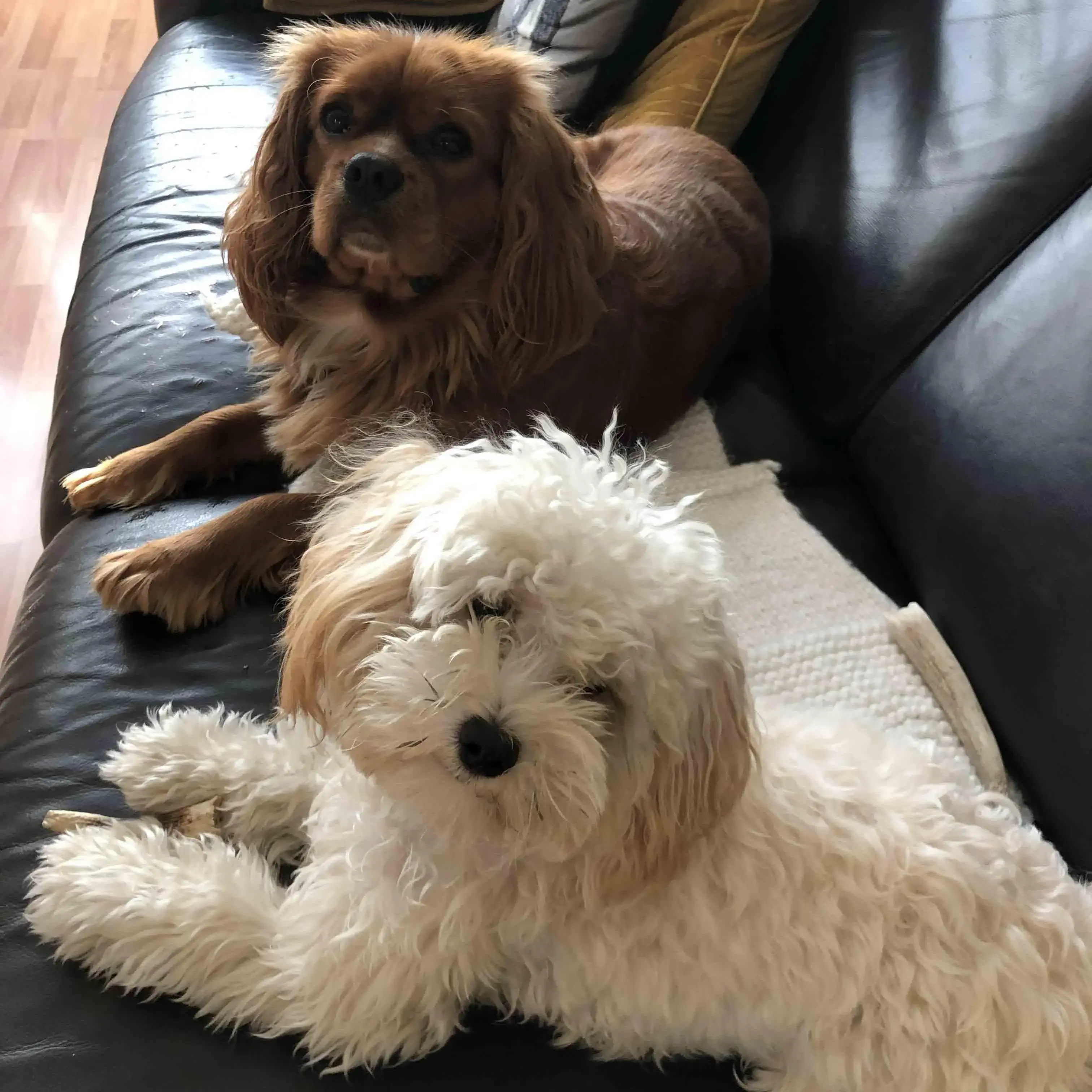 Poodle (toy)