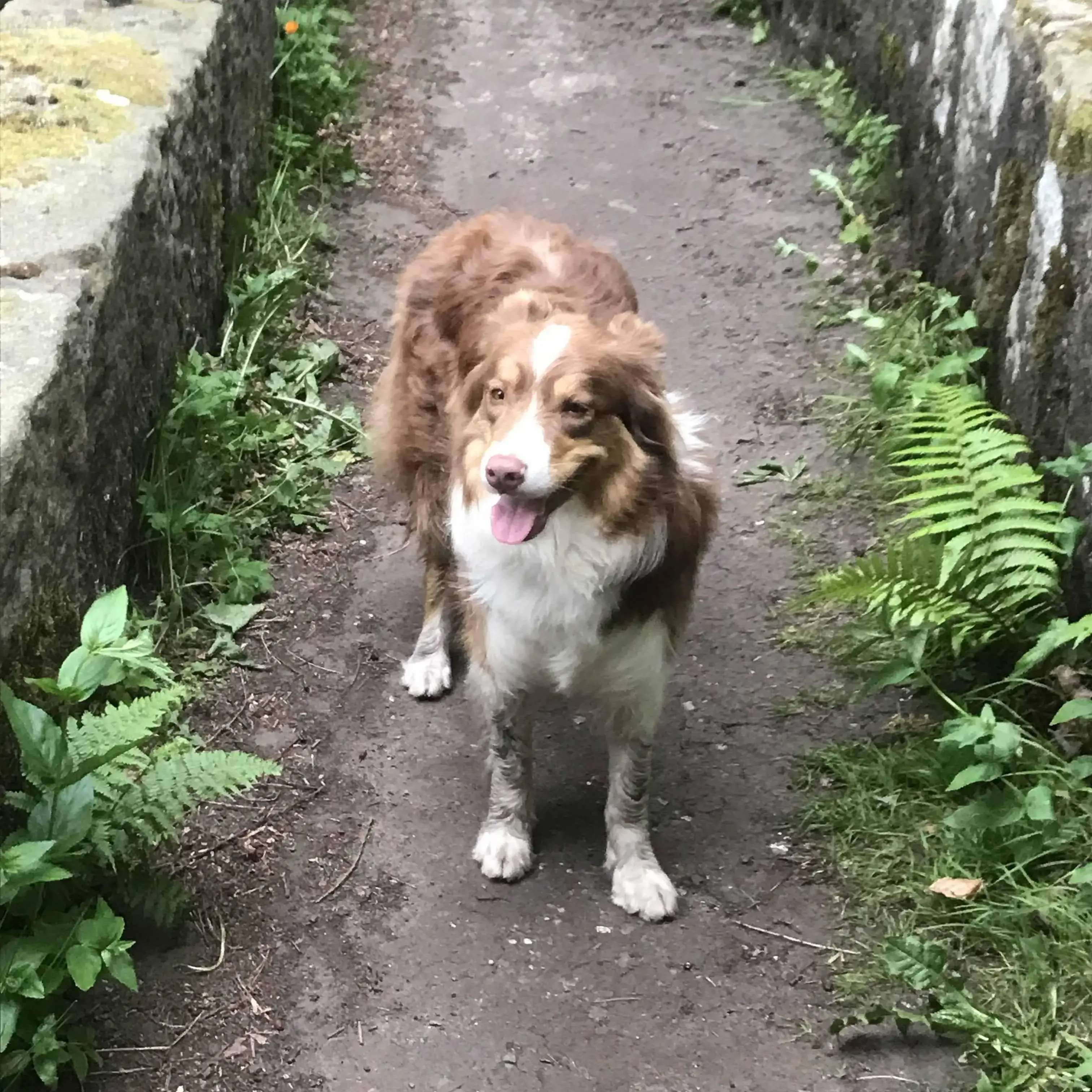 Border Collie
