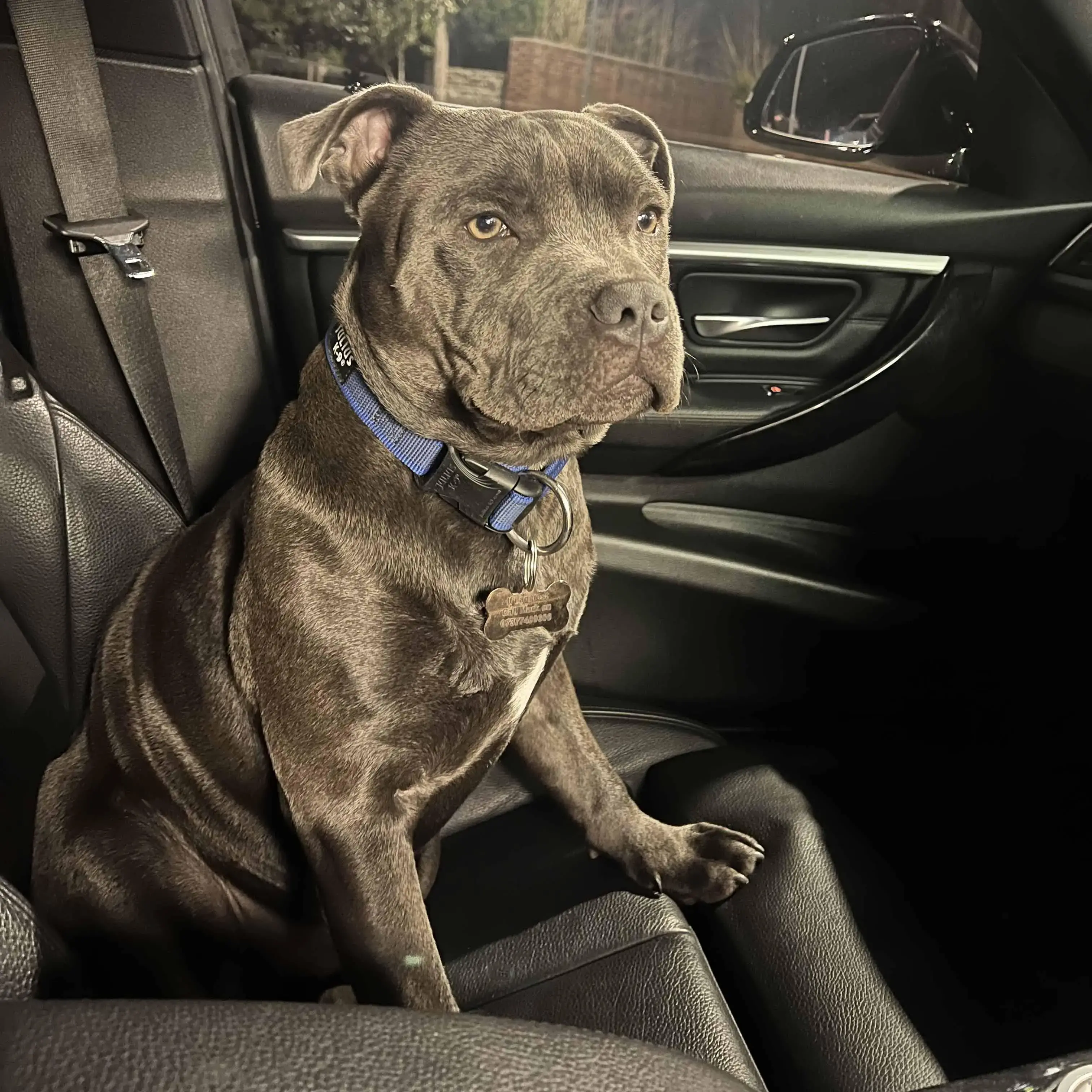 Staffordshire Bull Terrier