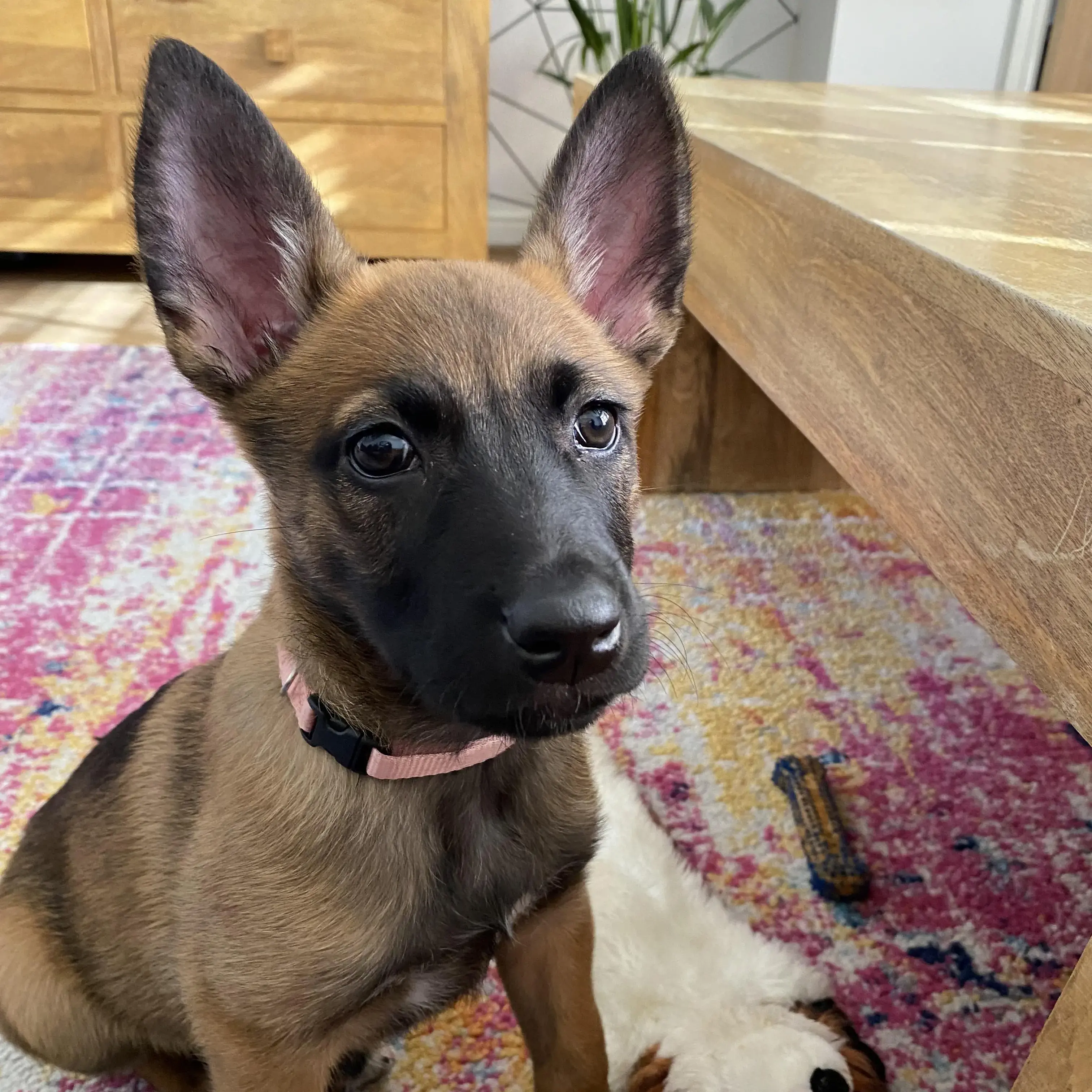 Belgian Shepherd Dog Malinois