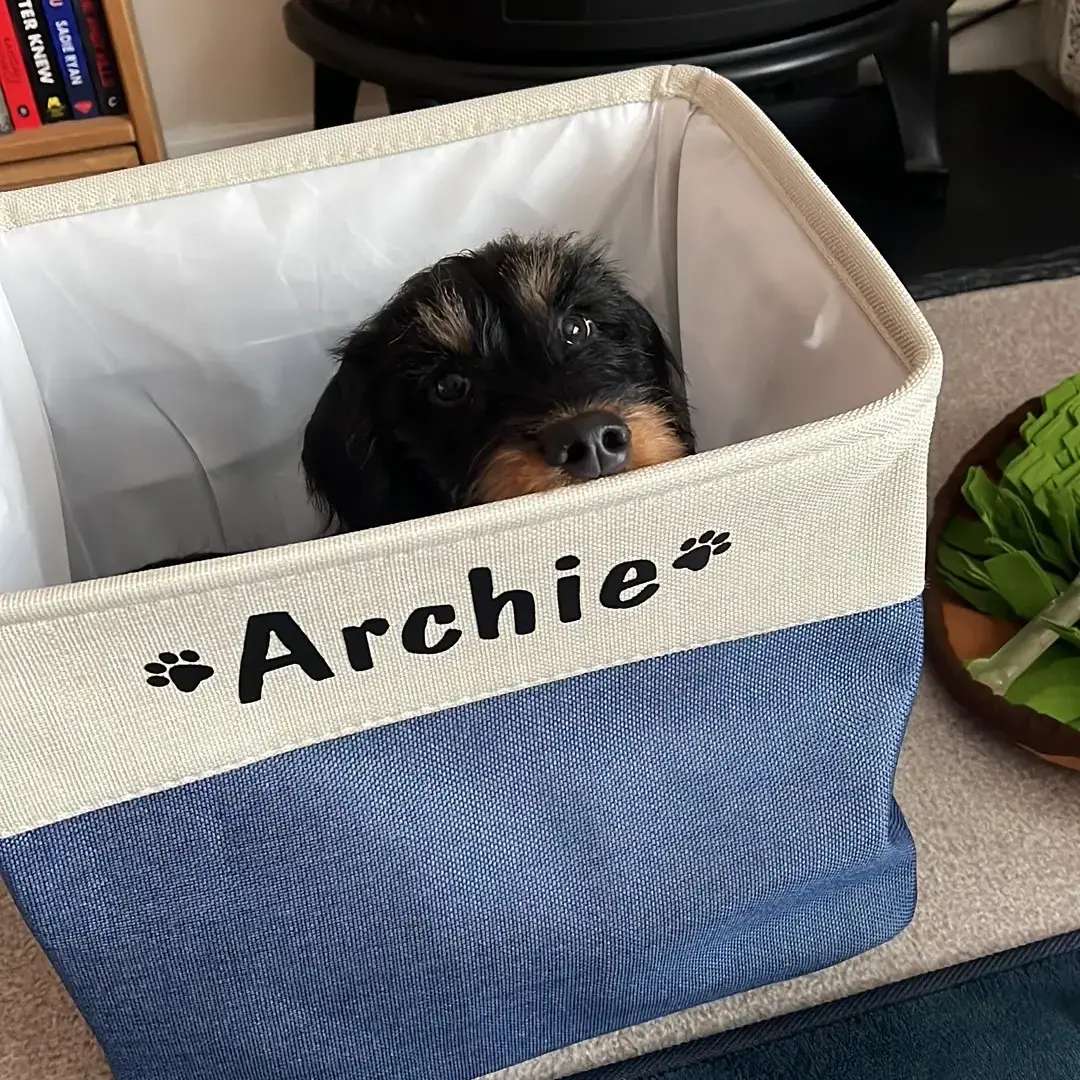 Dachshund (Wire-Haired)