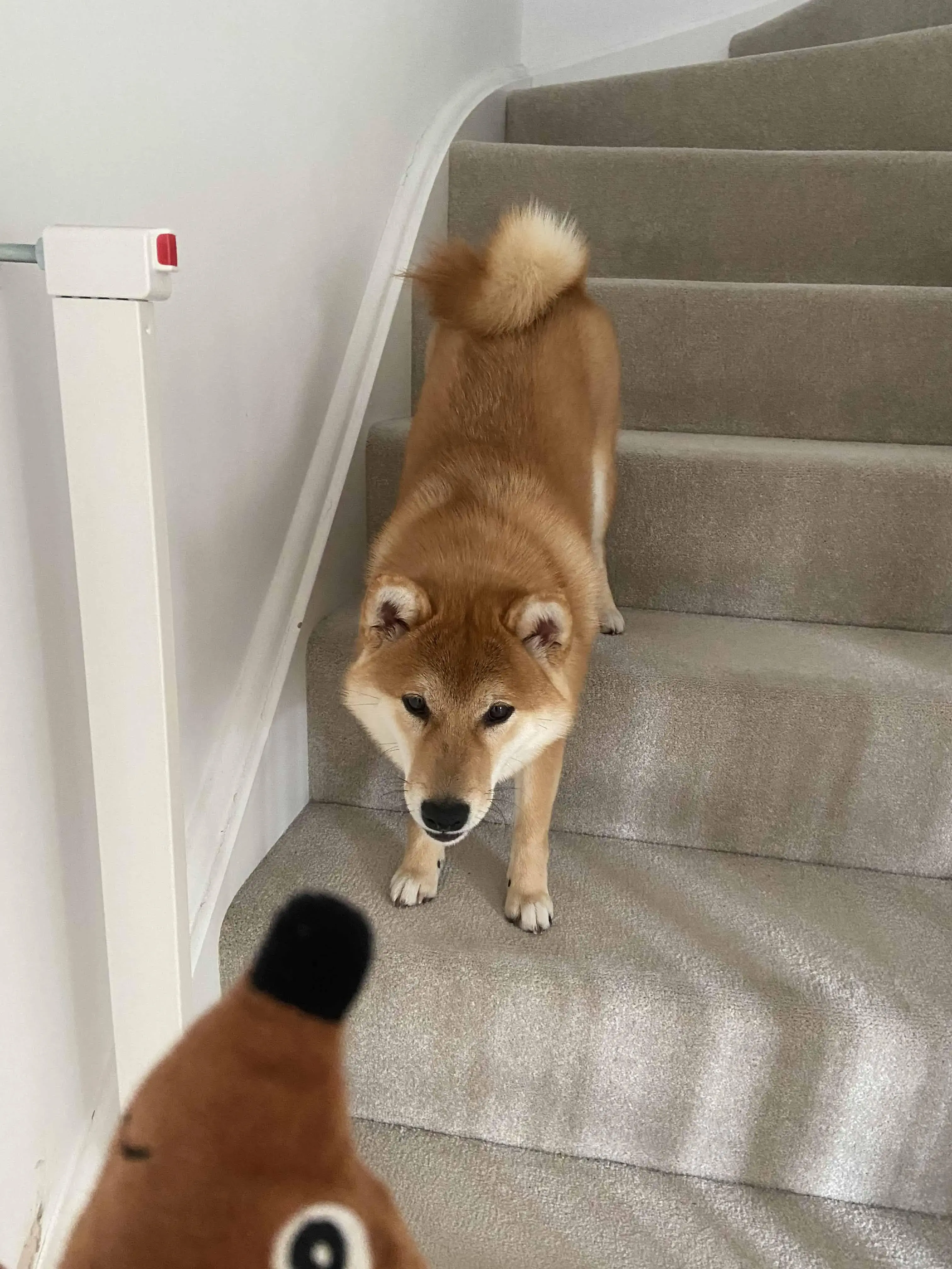 Japanese Shiba Inu