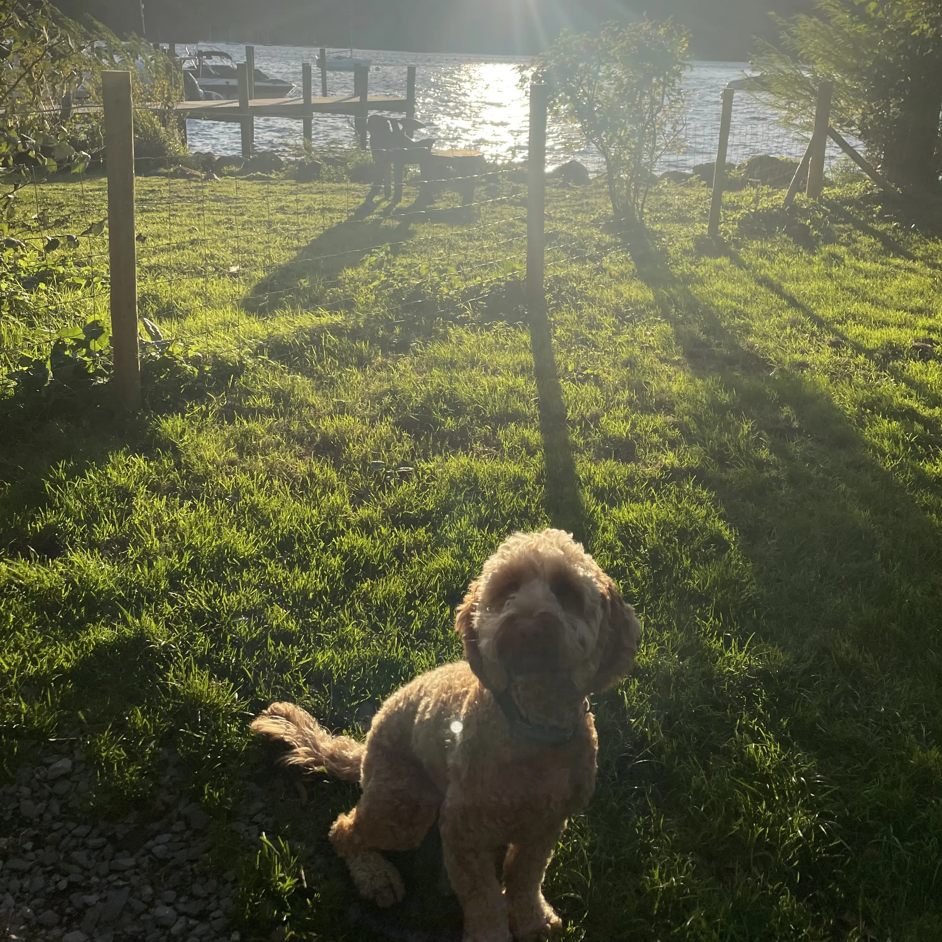 Cockapoo