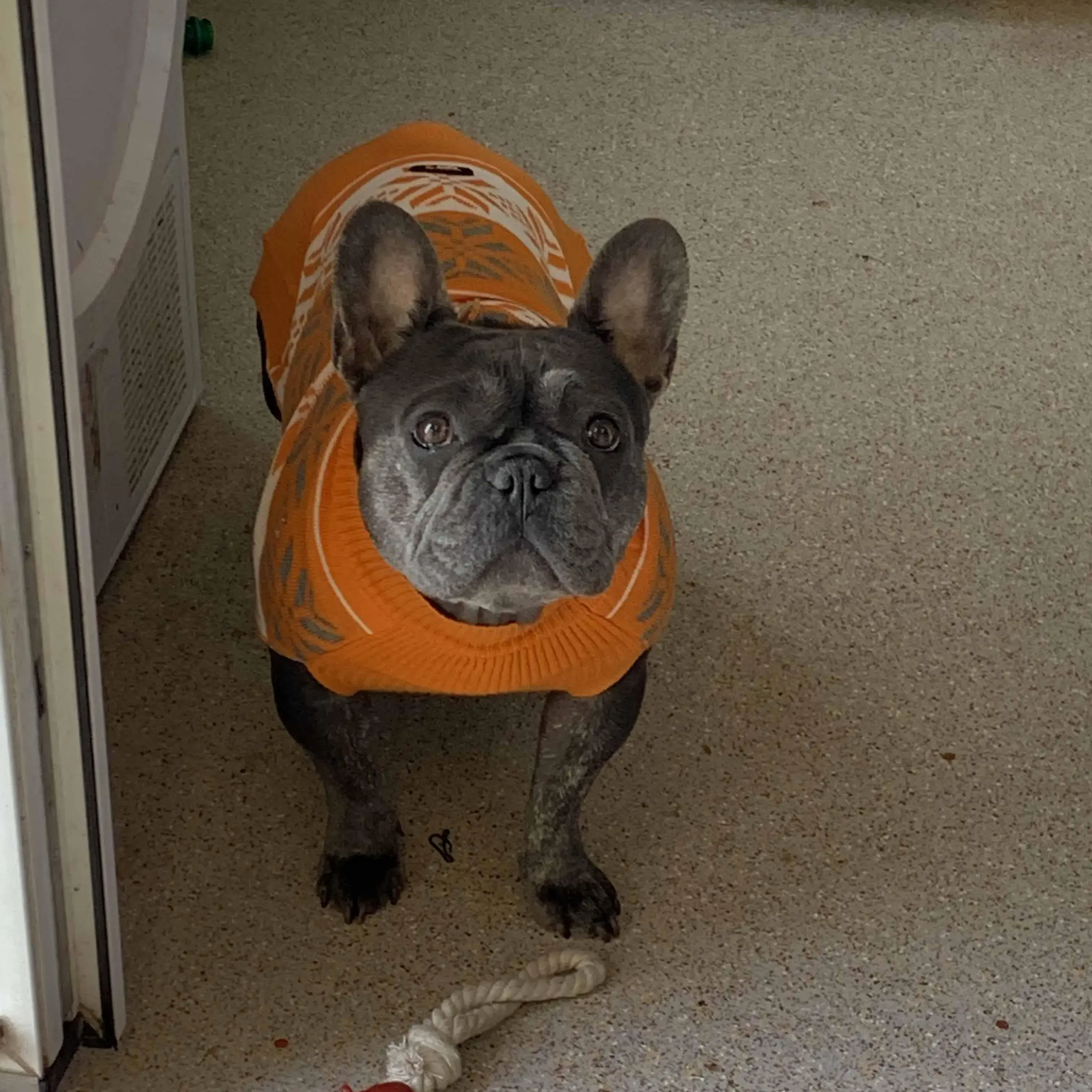 French Bulldog