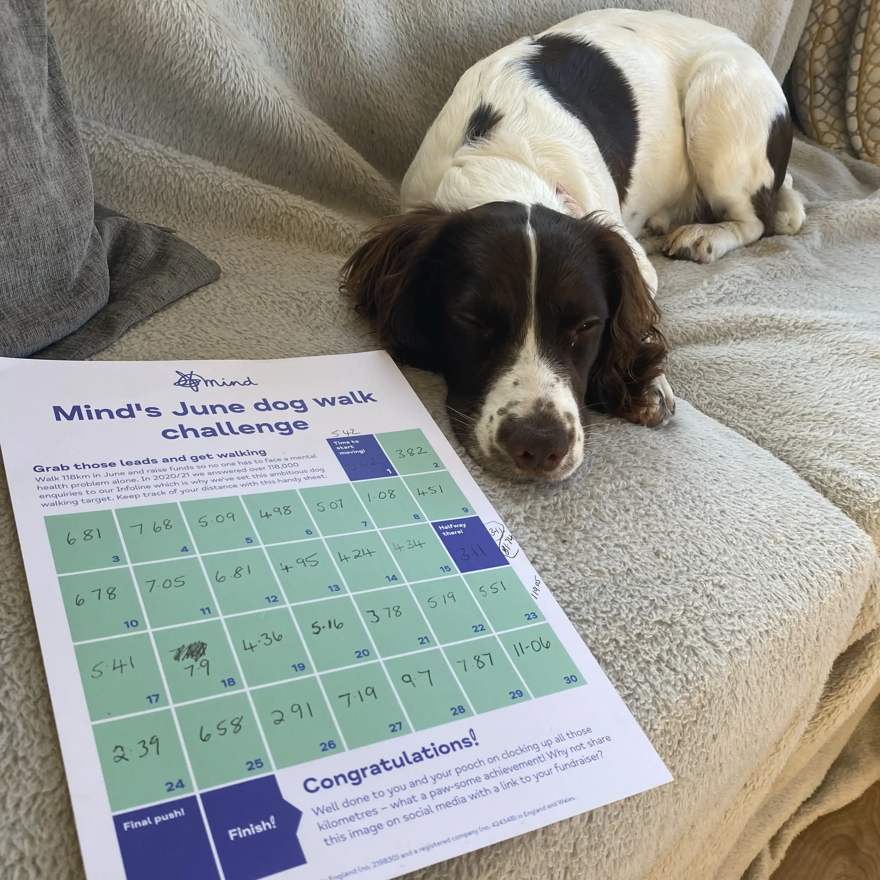 Cocker Spaniel (English)