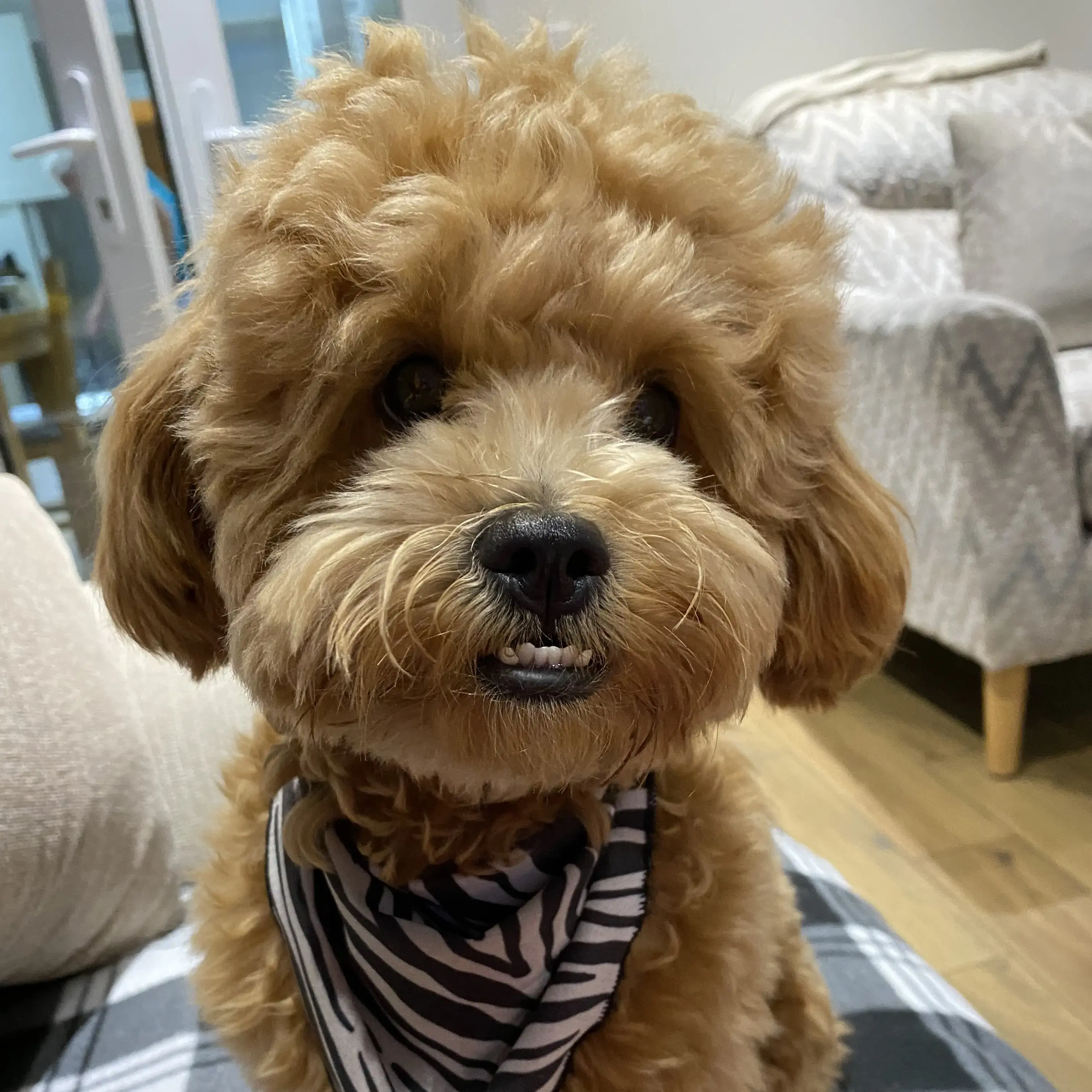 Poodle (Miniature)