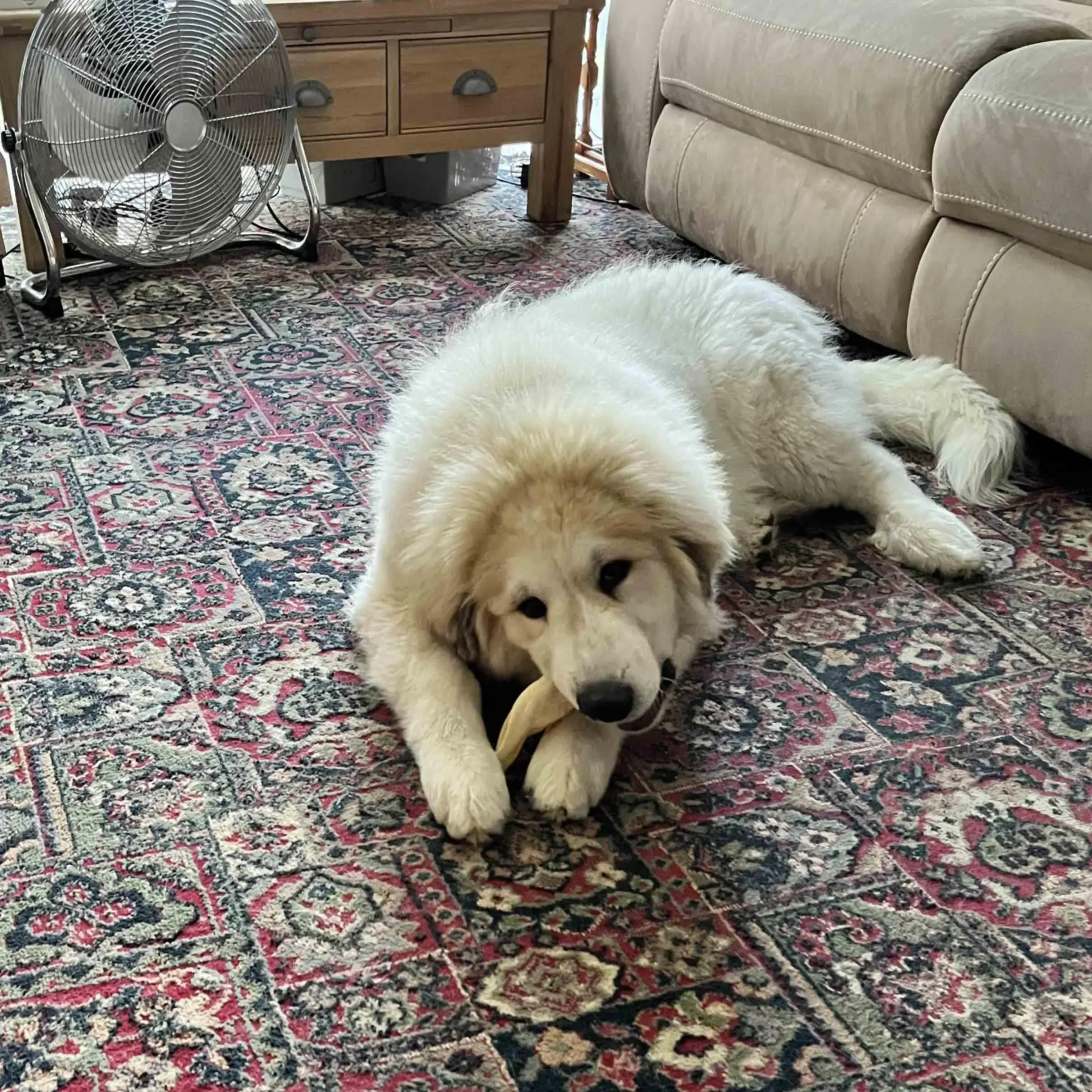 Pyrenean Mountain Dog