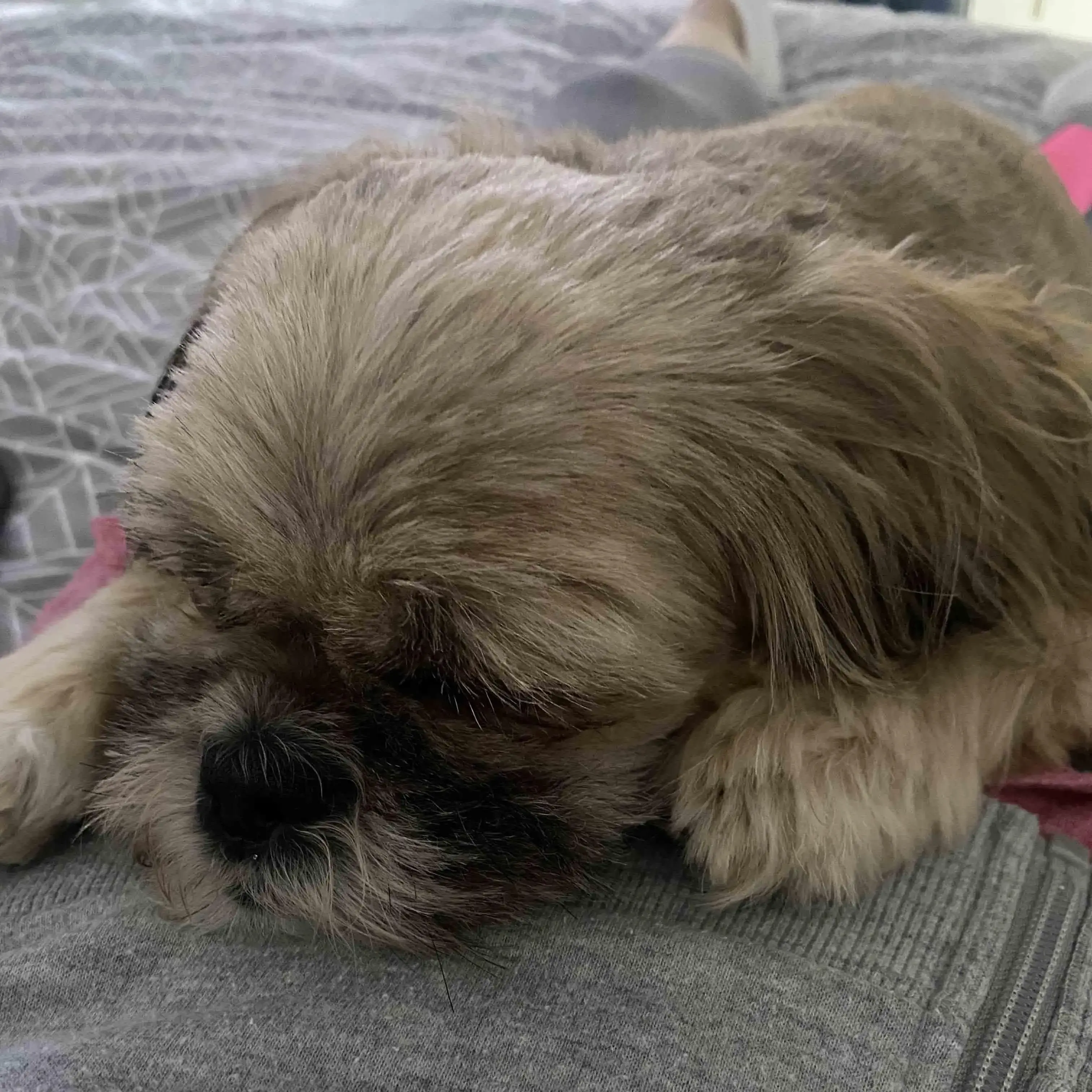 Shih Tzu