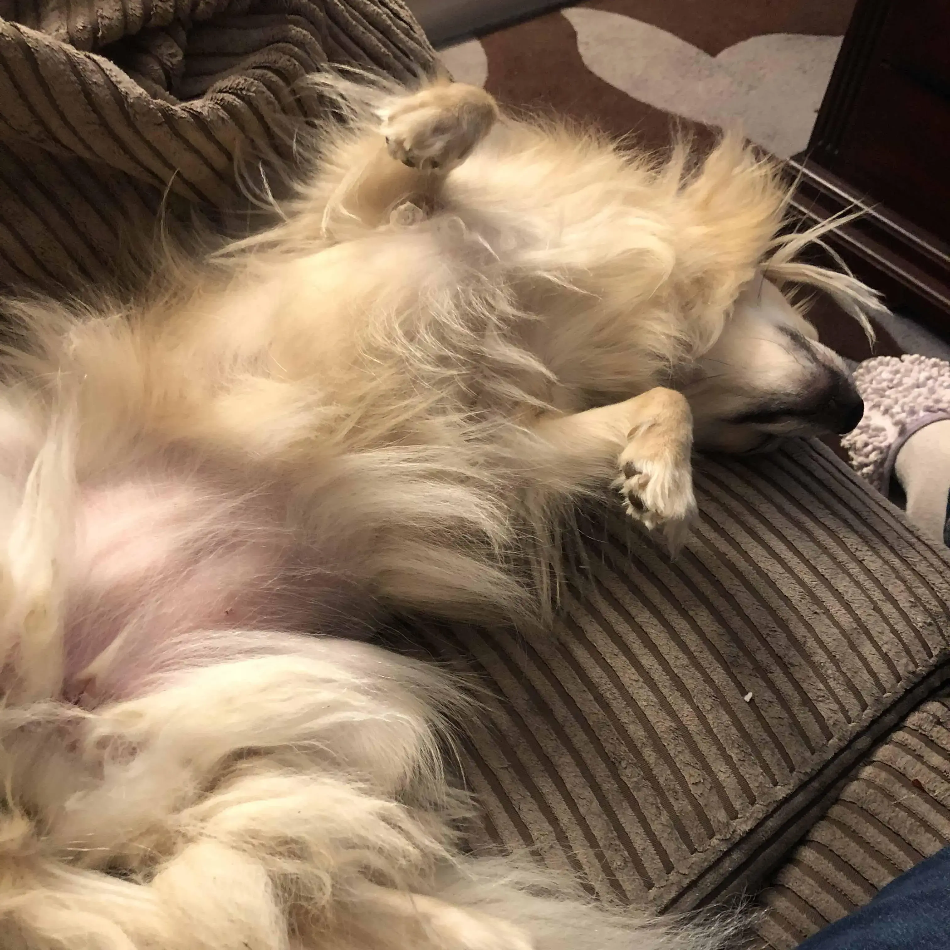 Pomeranian