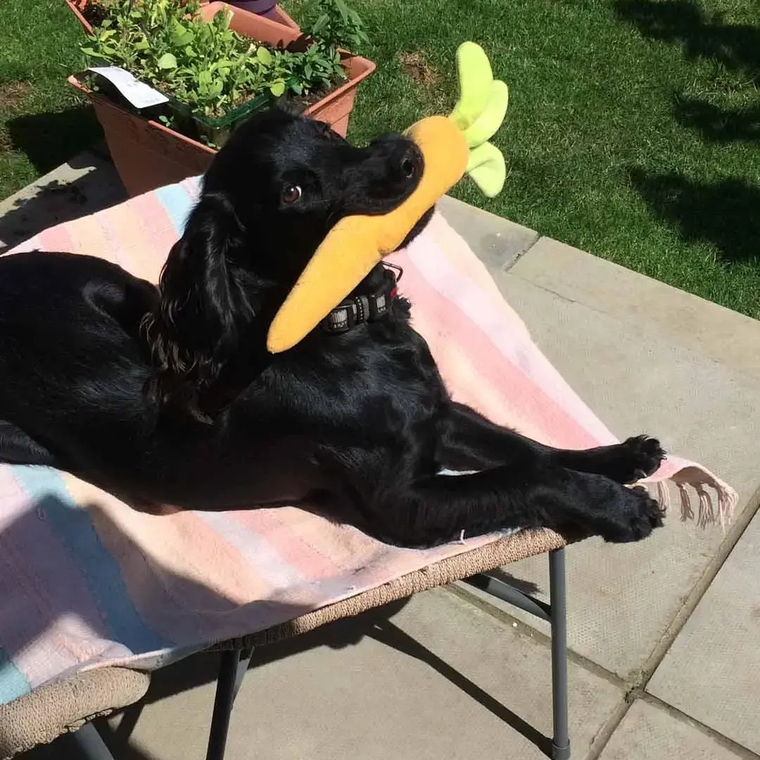 Field Spaniel