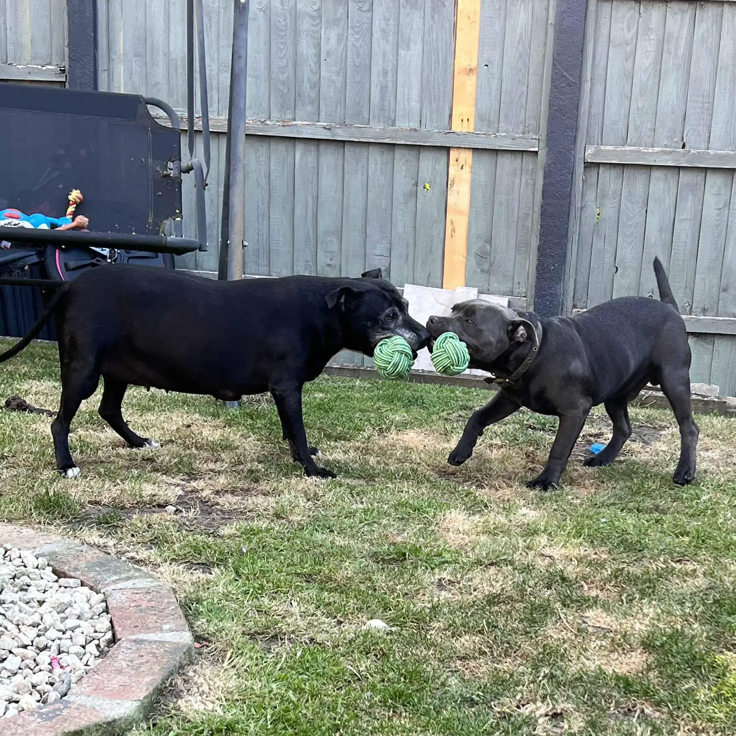 Staffordshire Bull Terrier