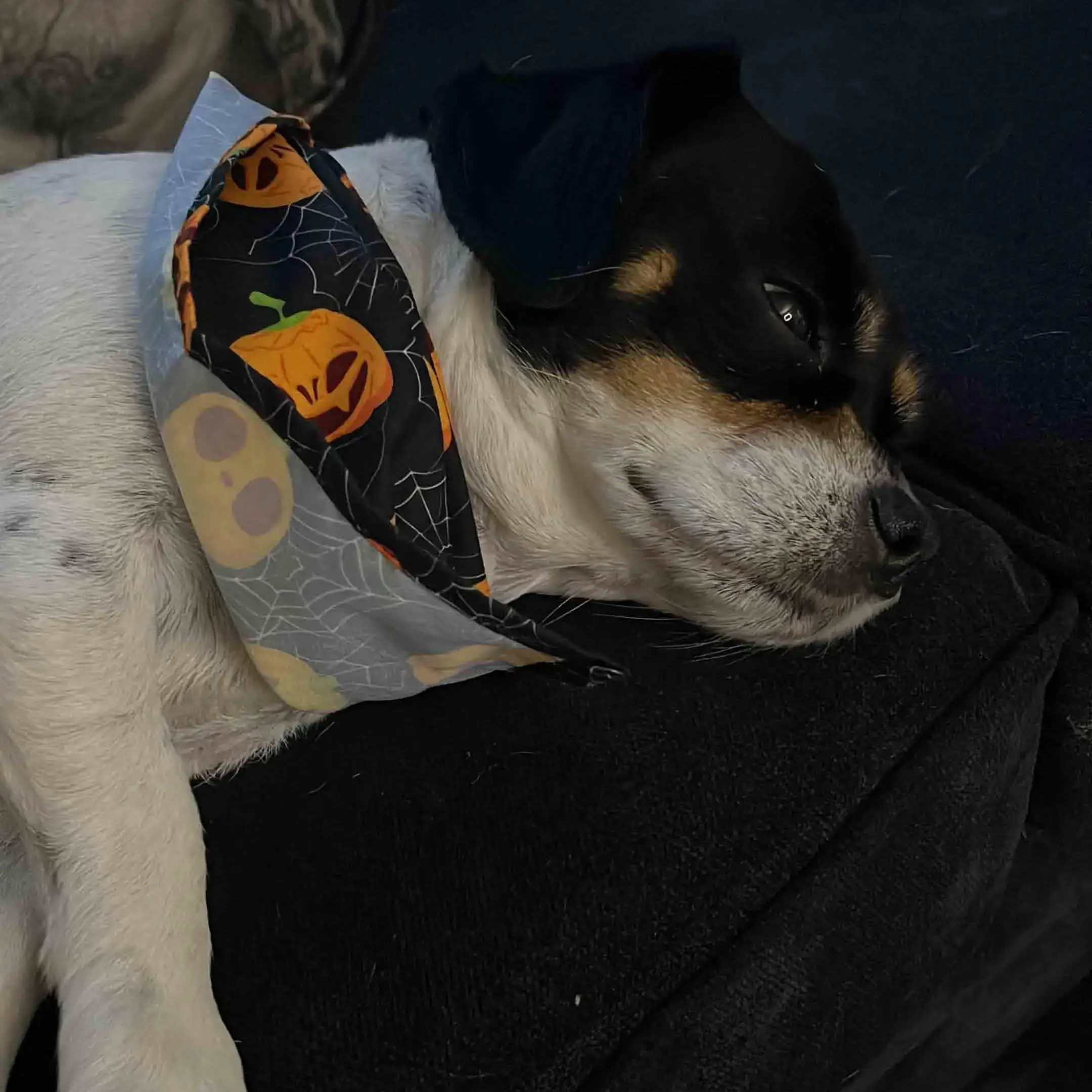 King Charles Spaniel