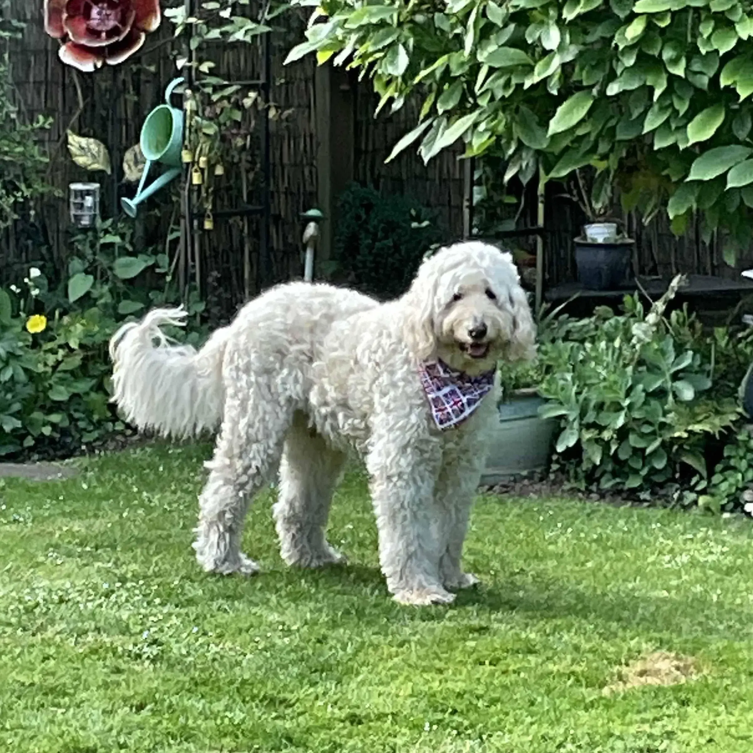 Goldendoodle