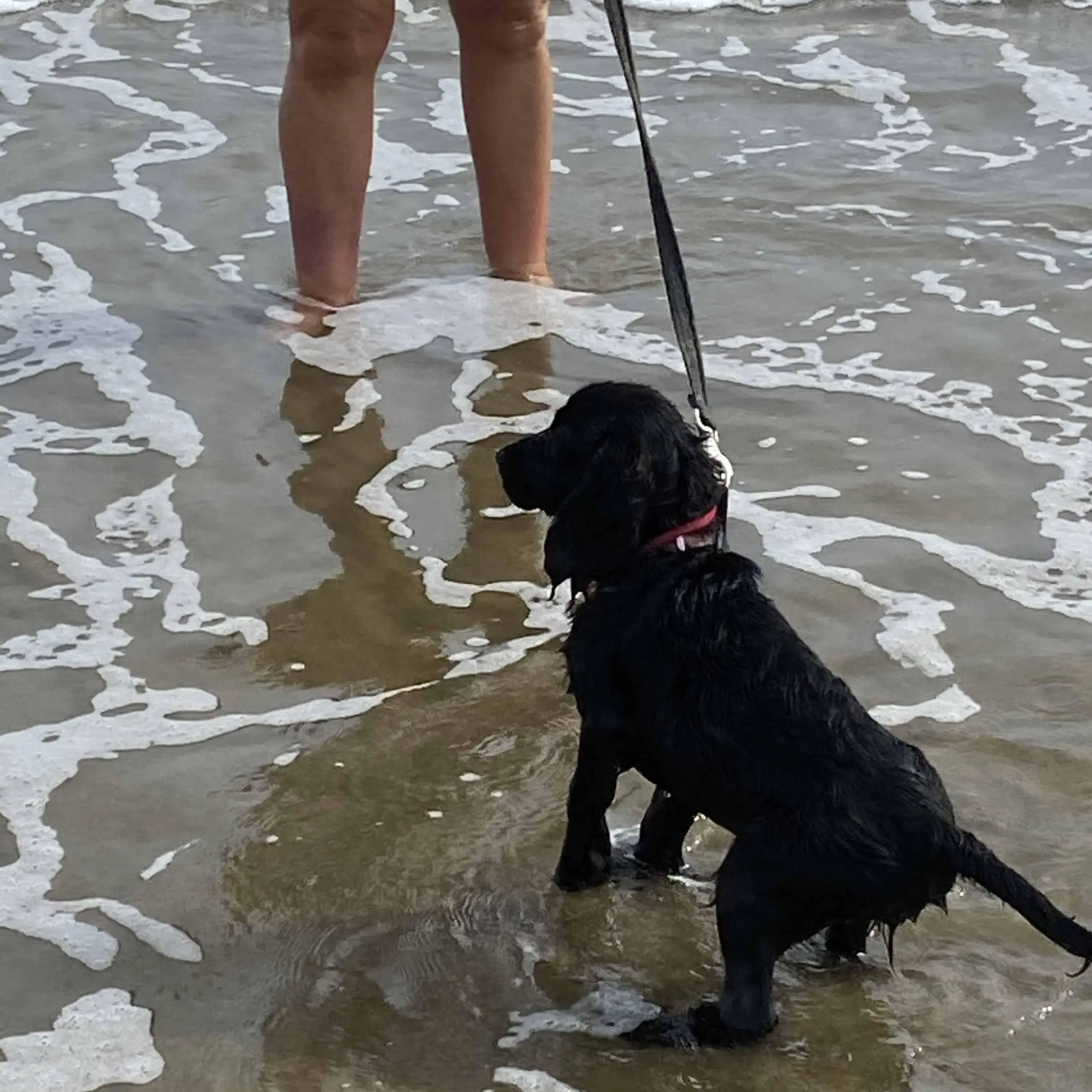 Cocker Spaniel (English)