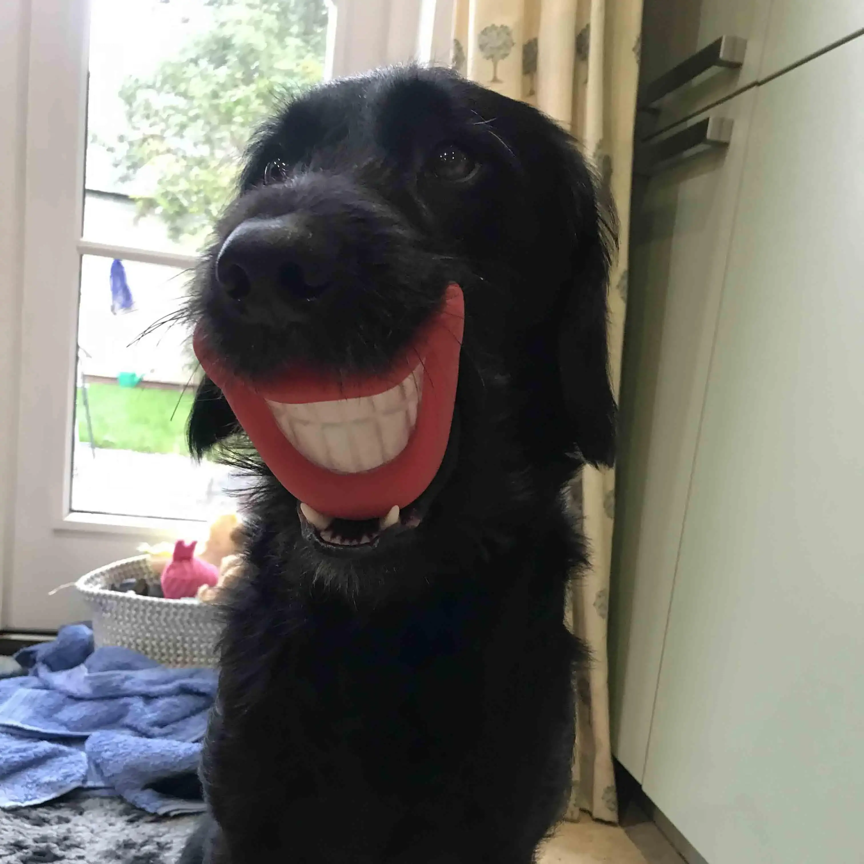 Labradoodle
