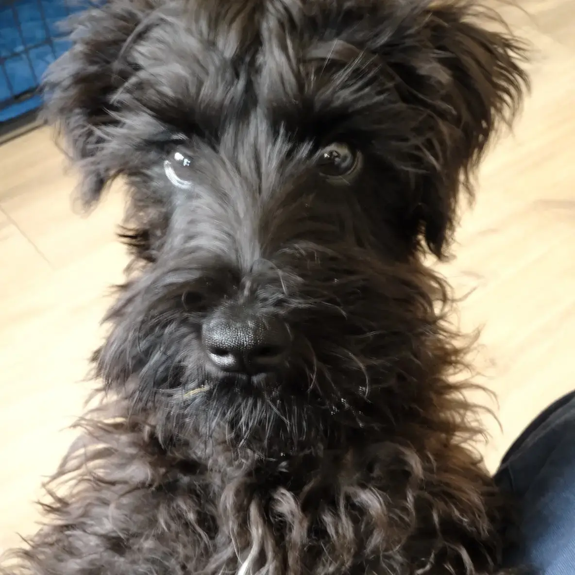 Schnauzer (Miniature)