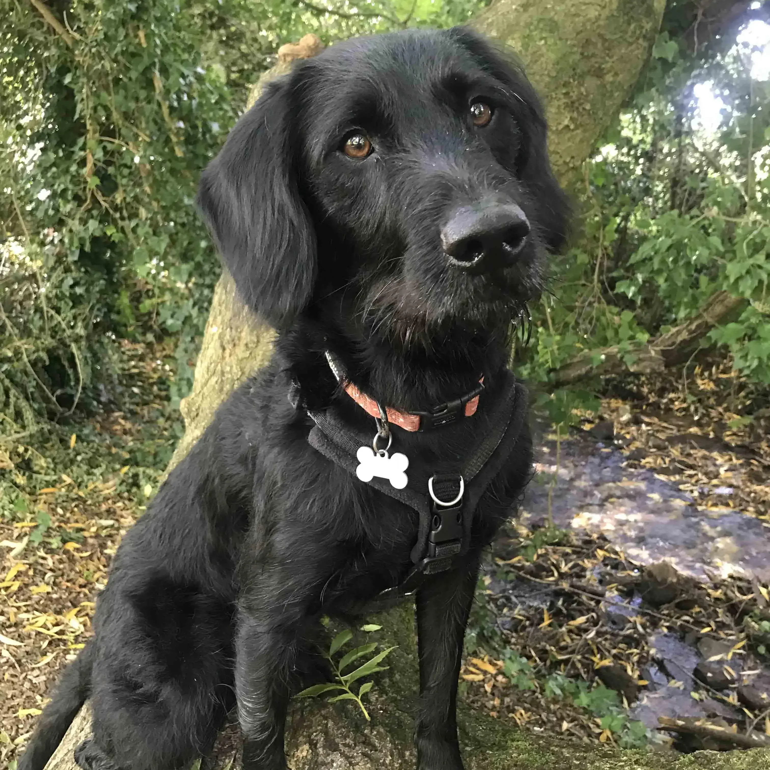 Labradoodle