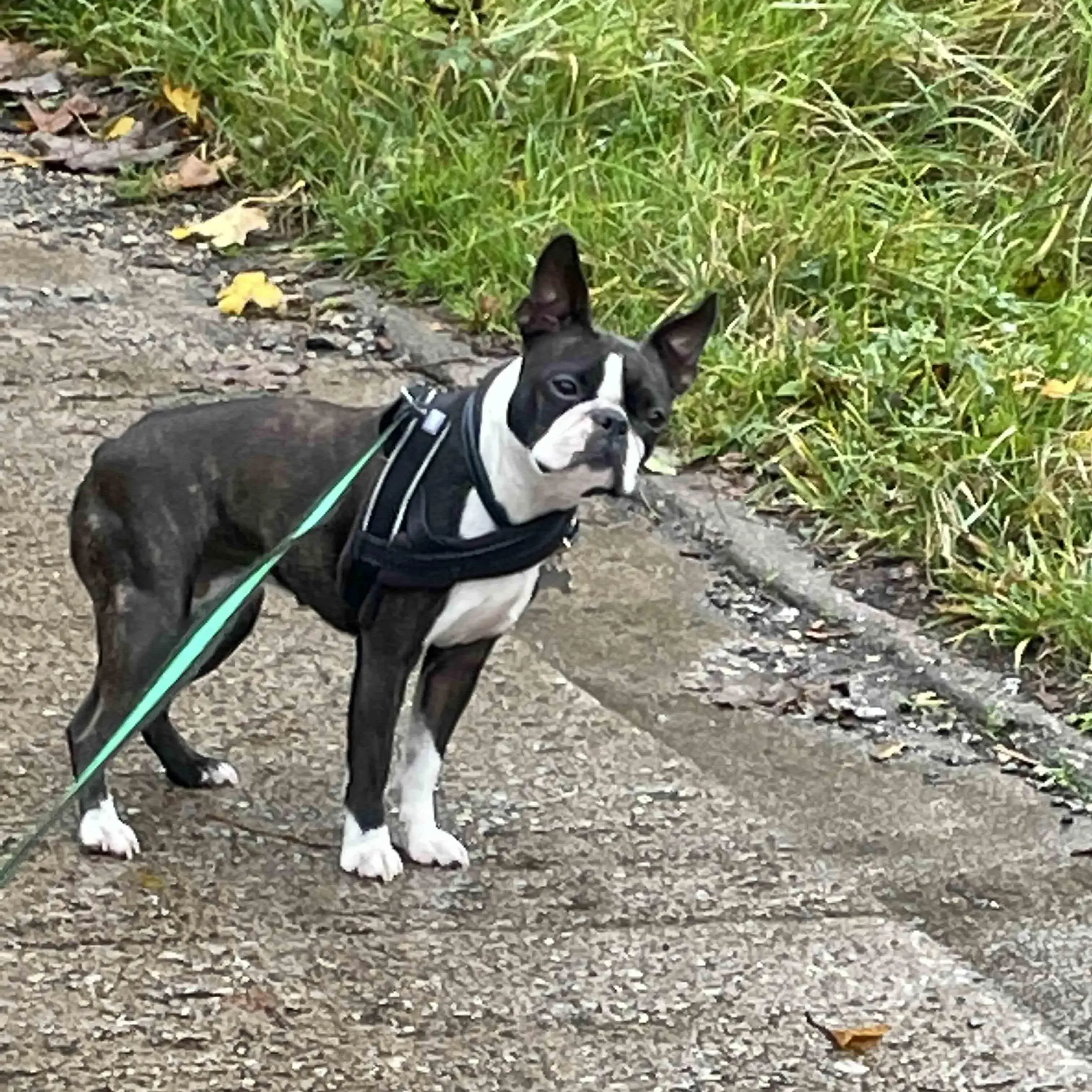 Boston Terrier