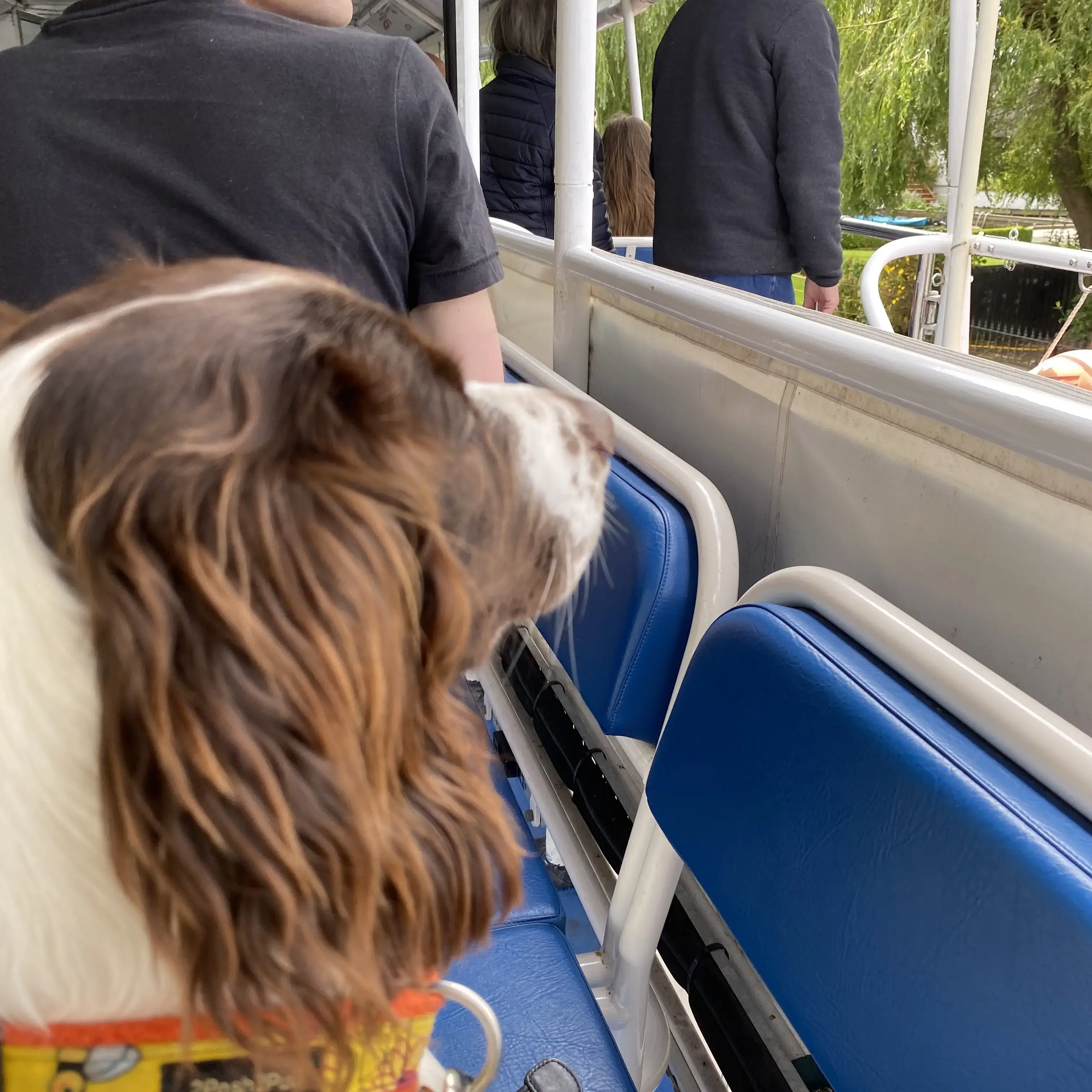 Cocker Spaniel (English)