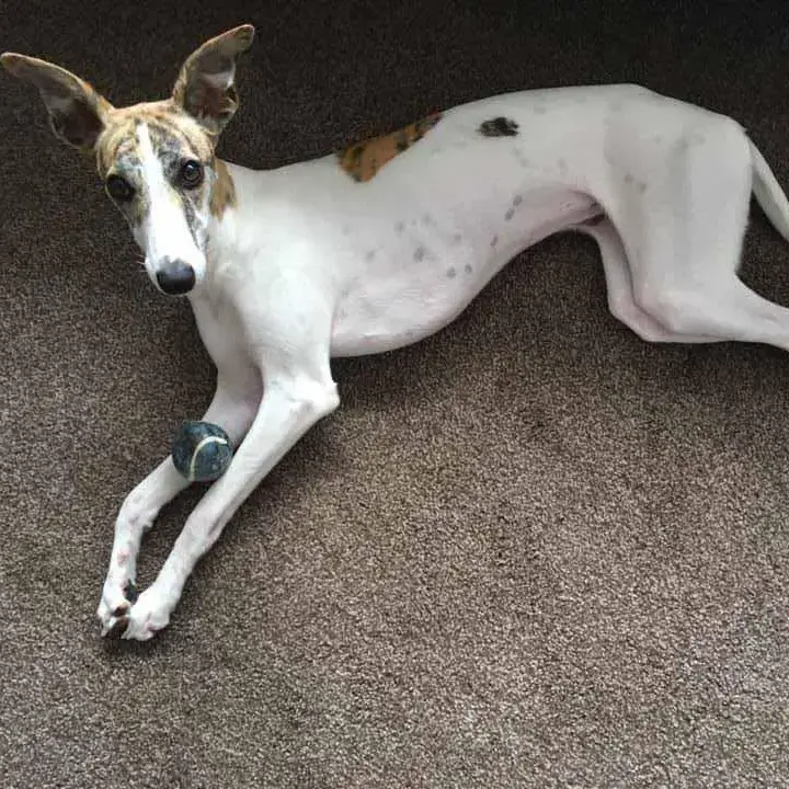 Whippet