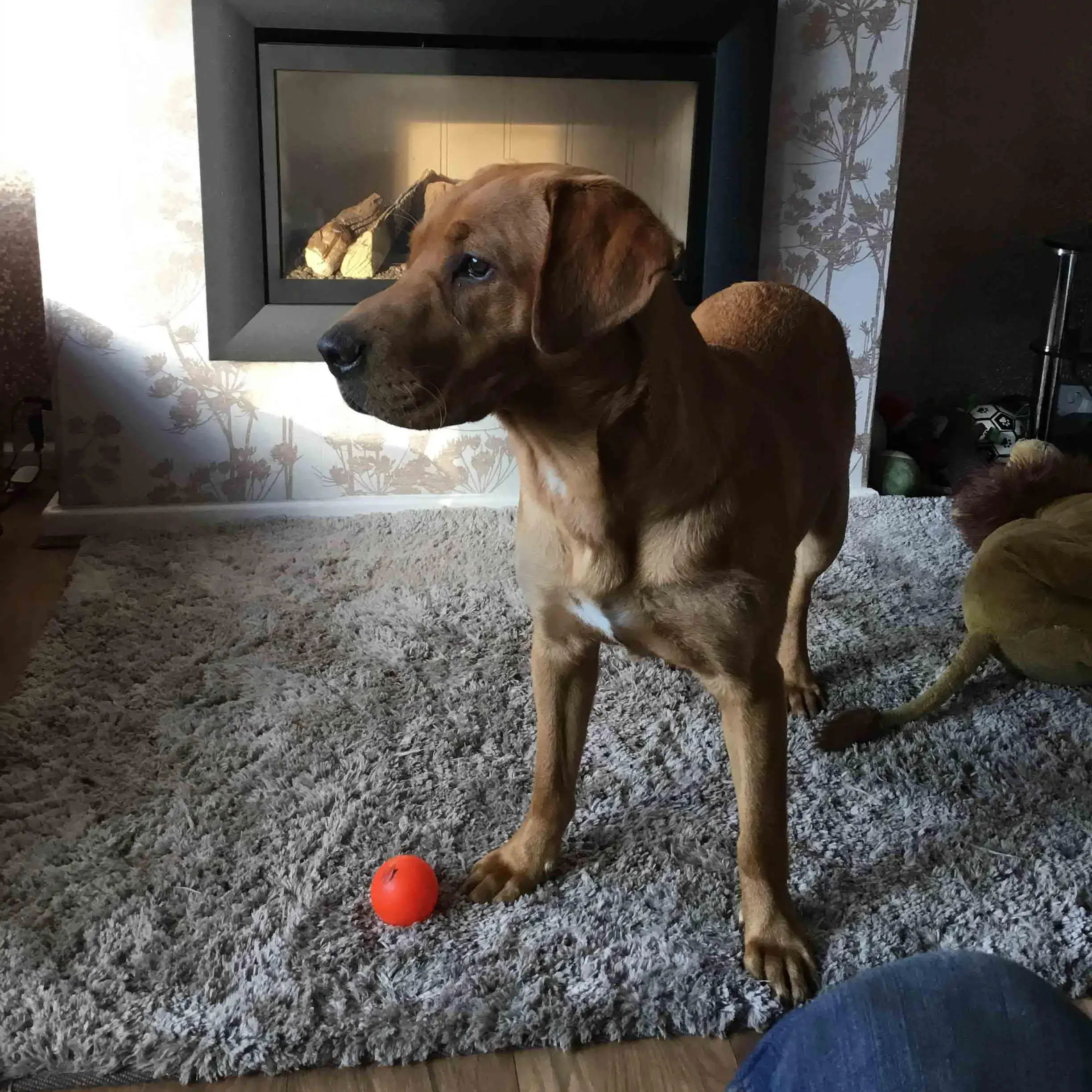 Labrador Retriever