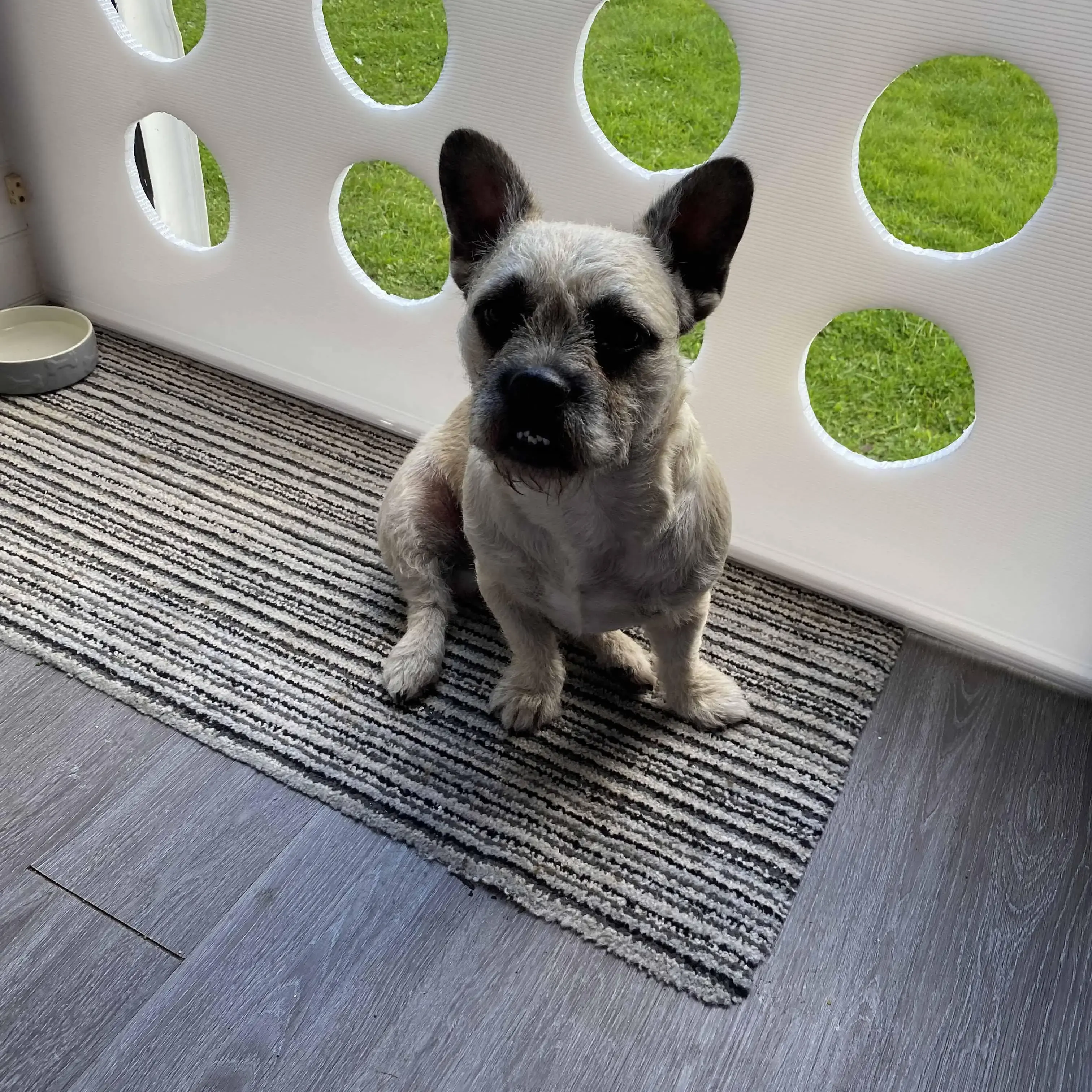 French Bulldog