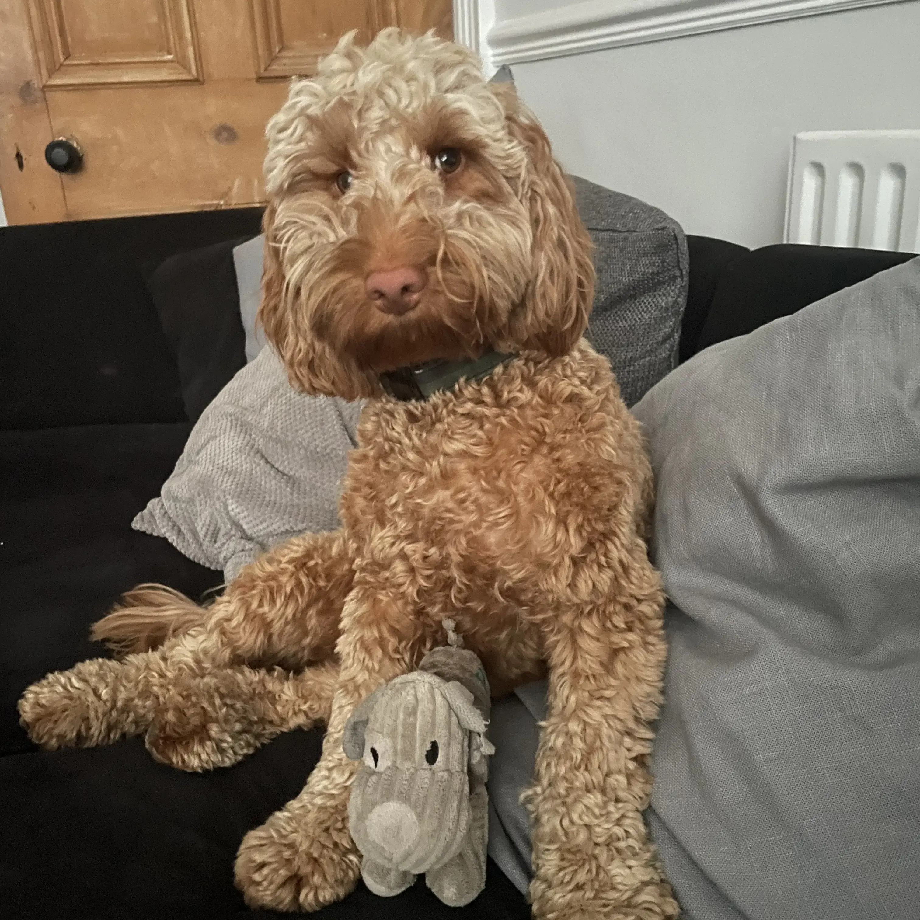 Cockapoo