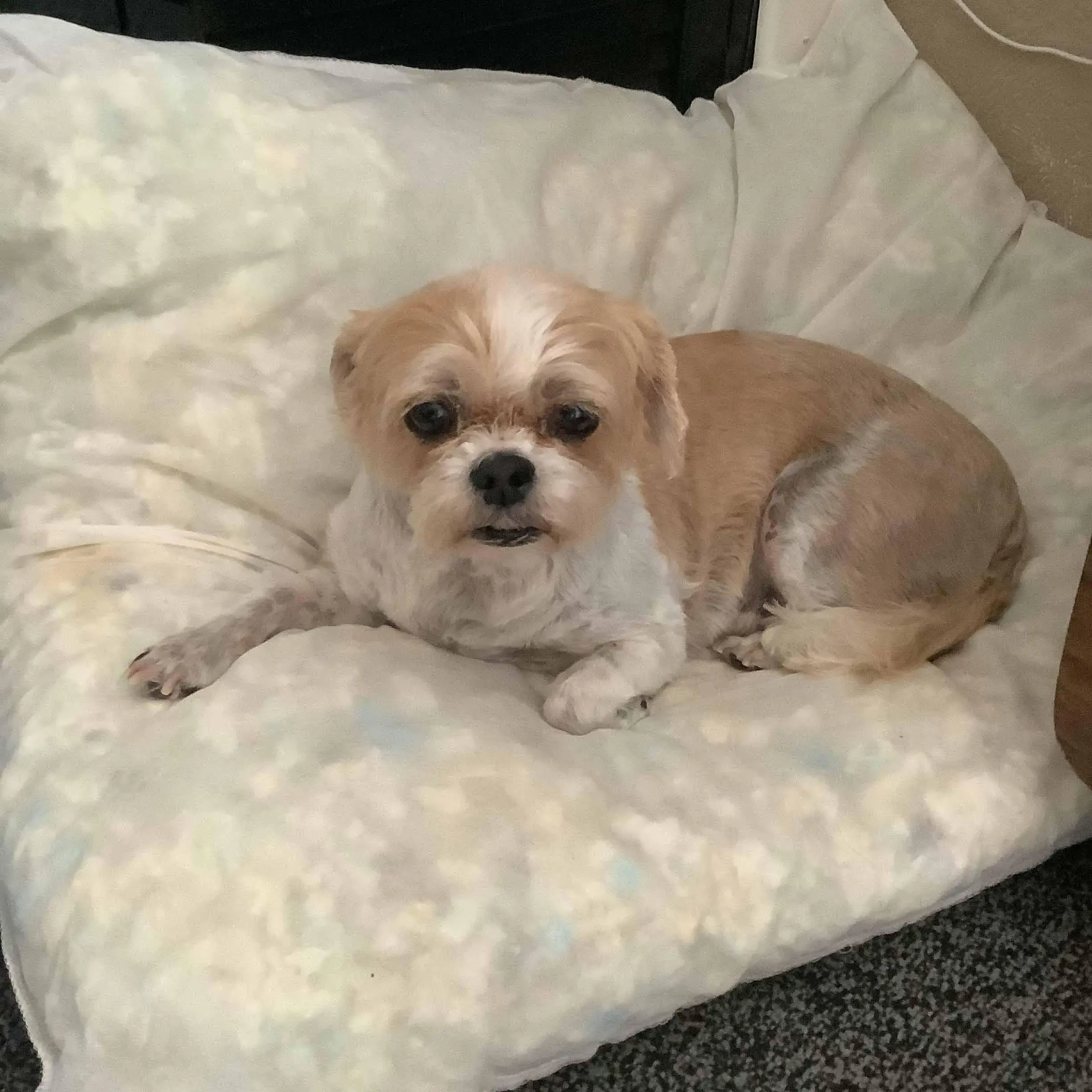 Shih Tzu