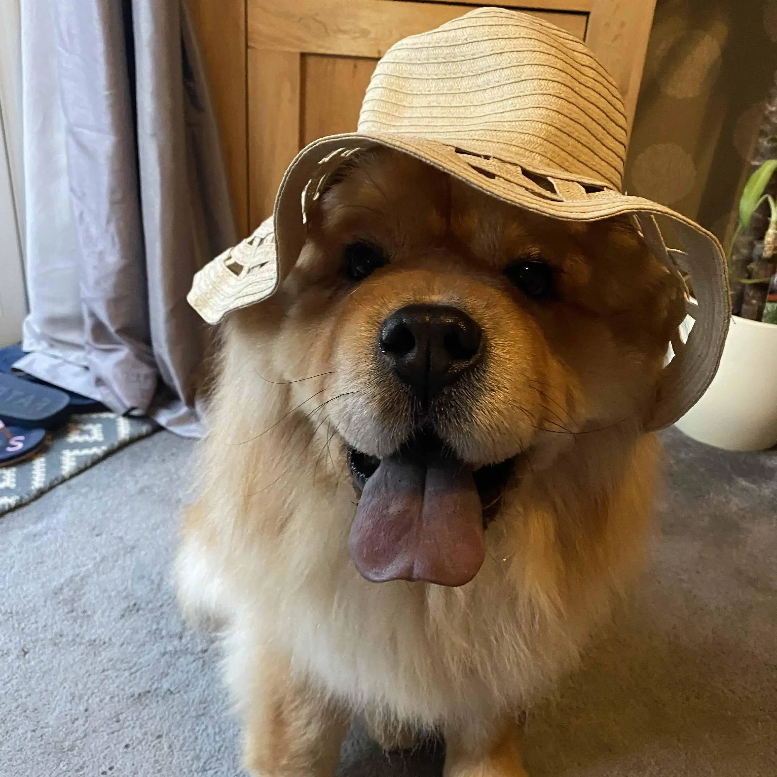 Chow Chow