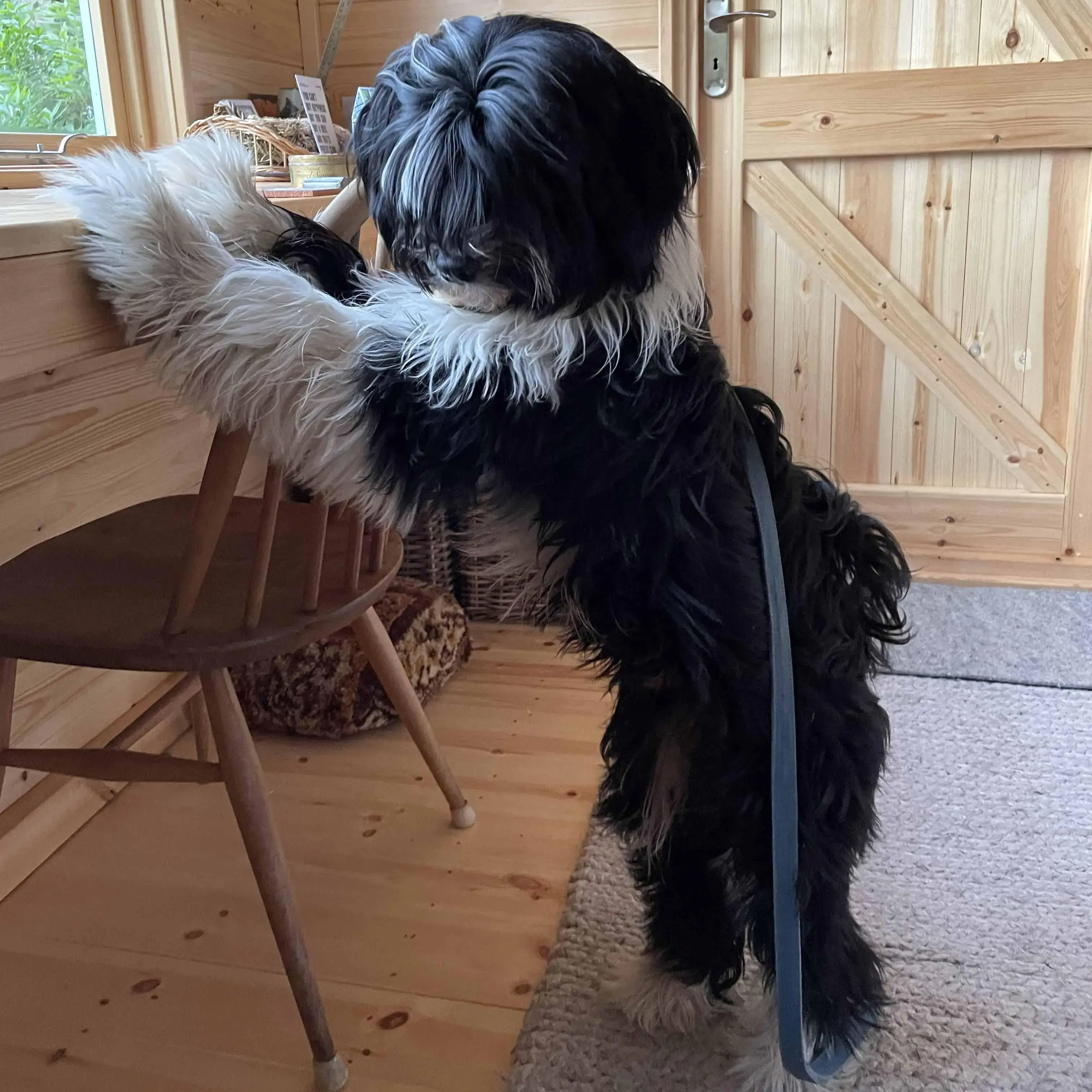 Tibetan Terrier 