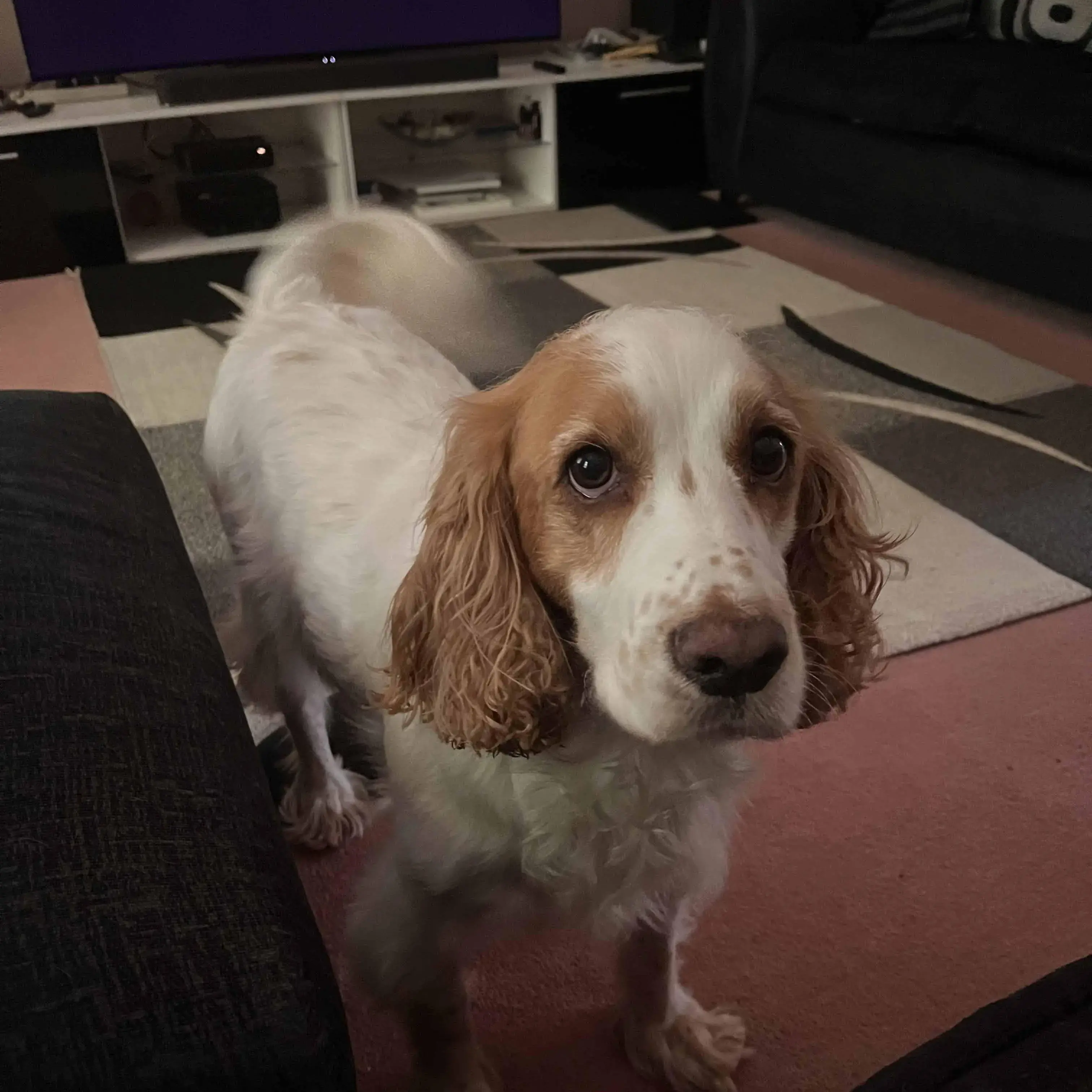 Cocker Spaniel (English)