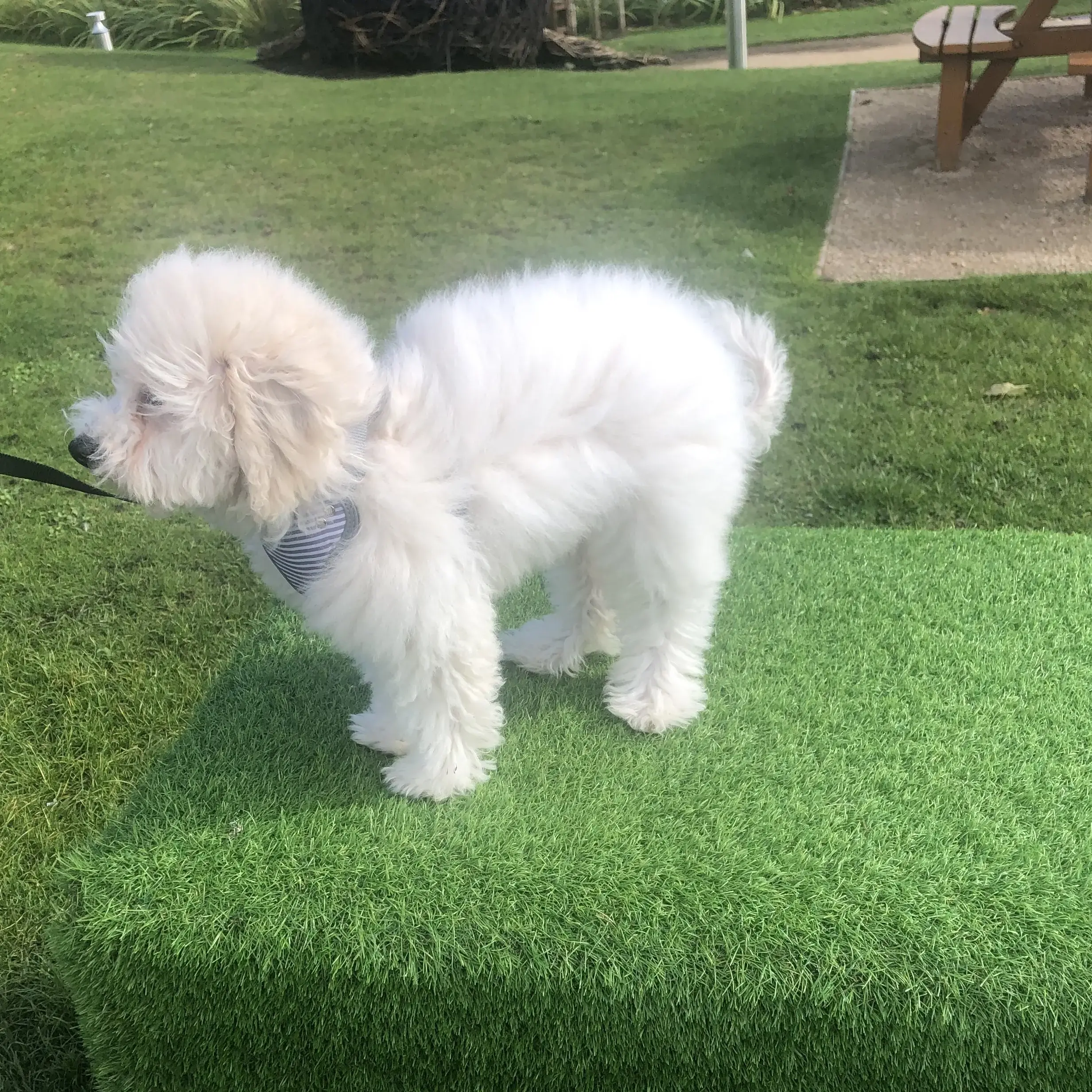 Maltipoo